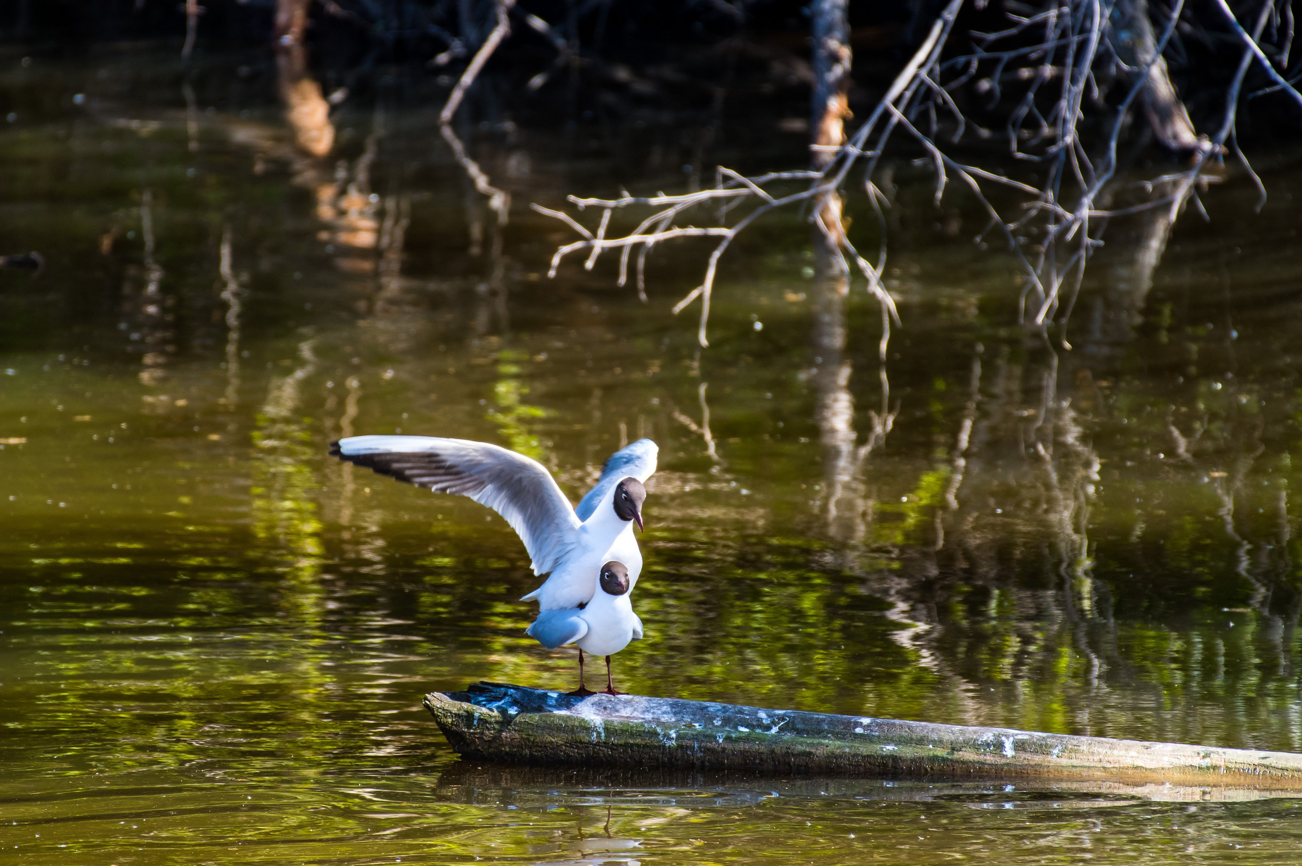 Фотоохота. Репортажный фотограф в Ижевске Константин Ившин