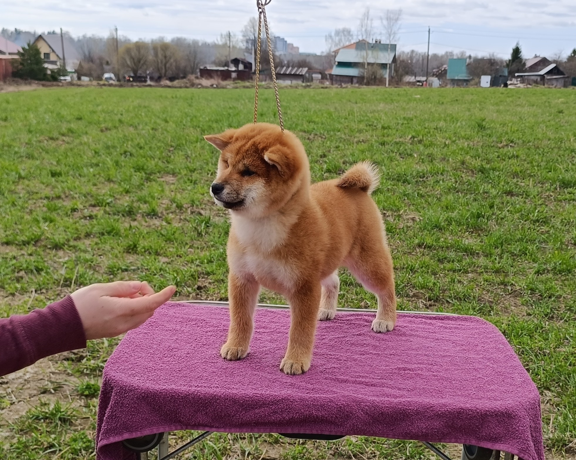 Сиба Rubylight Ellis питомник Рубилайт 