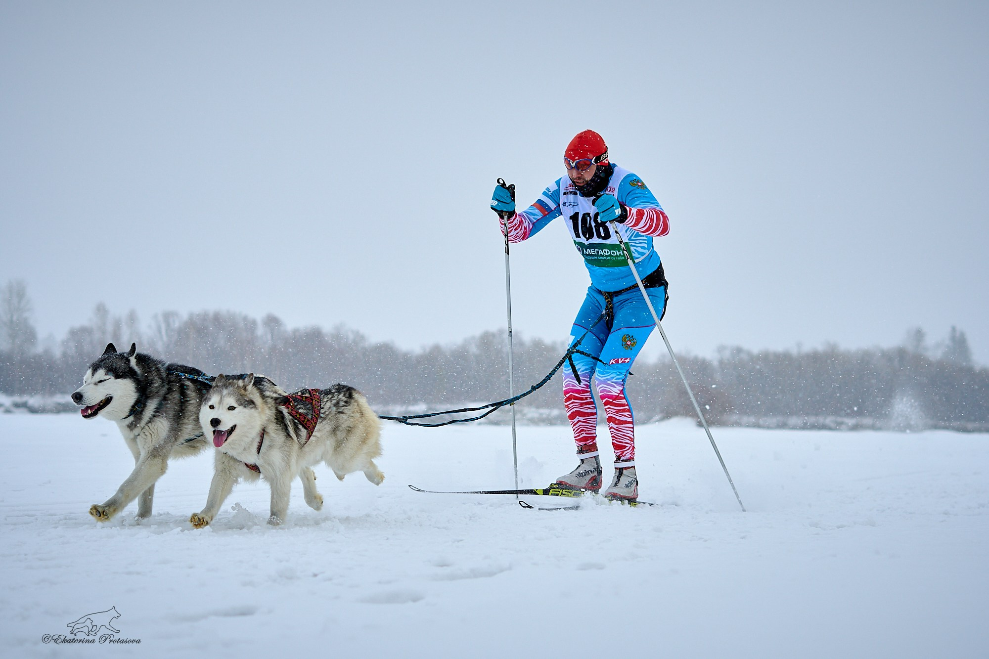 Соревнования по скиджорингу. Фотограф-анималист в Иркутске
