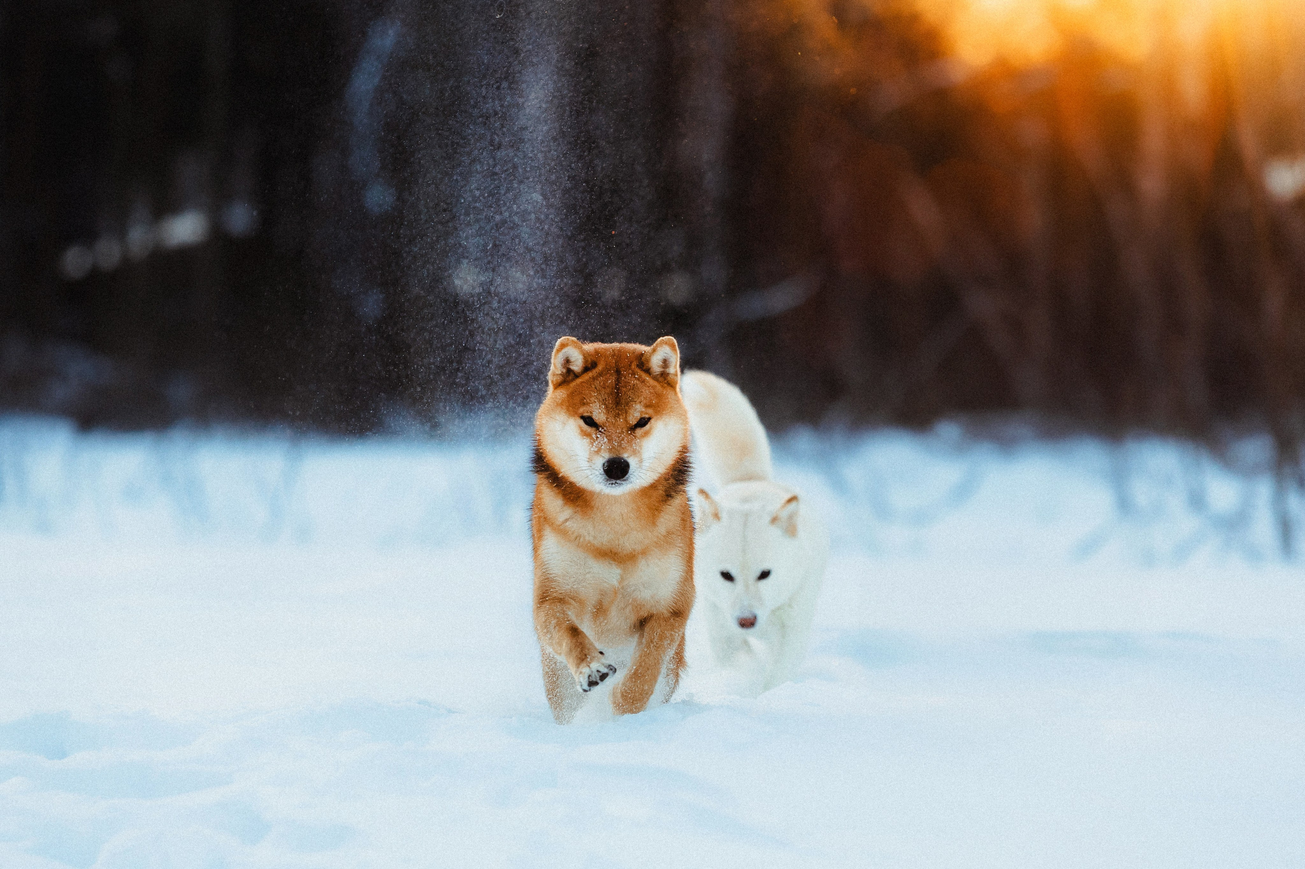 Шед, Цири и Ира