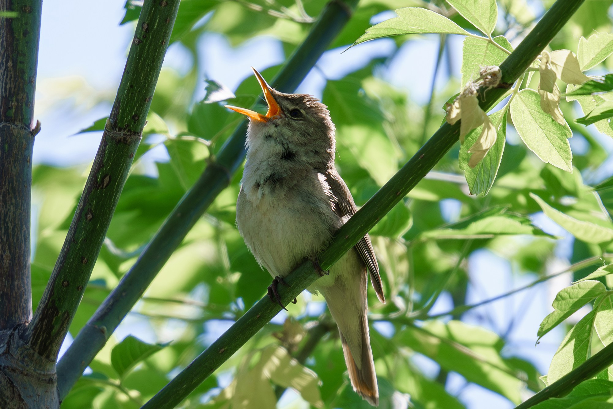 Удивительные мир птиц. Вокруг нас столько прекрасного — присмотритесь!. Ваш личный фотограф Марина Волкова