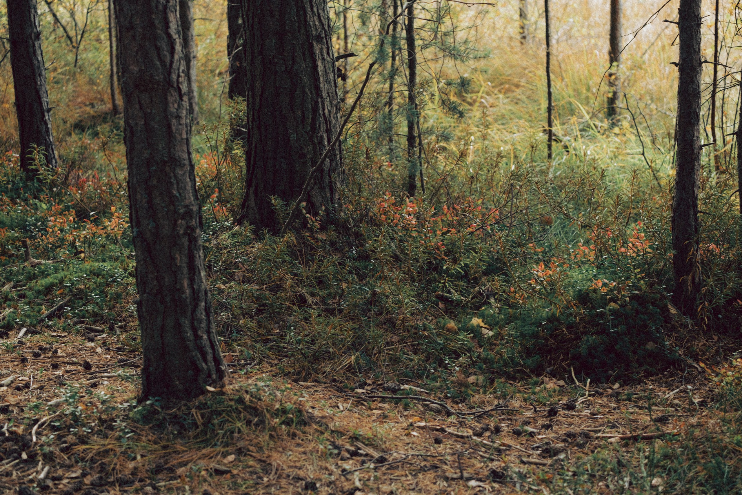 Осеняя прогулка. Профессиональный фотограф, Санкт-Петербург — Виктория Богомолова