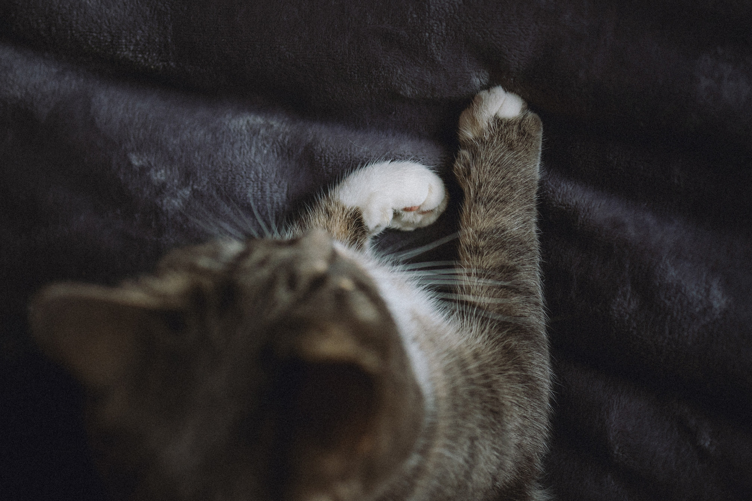 Леброн, Муся и их семья