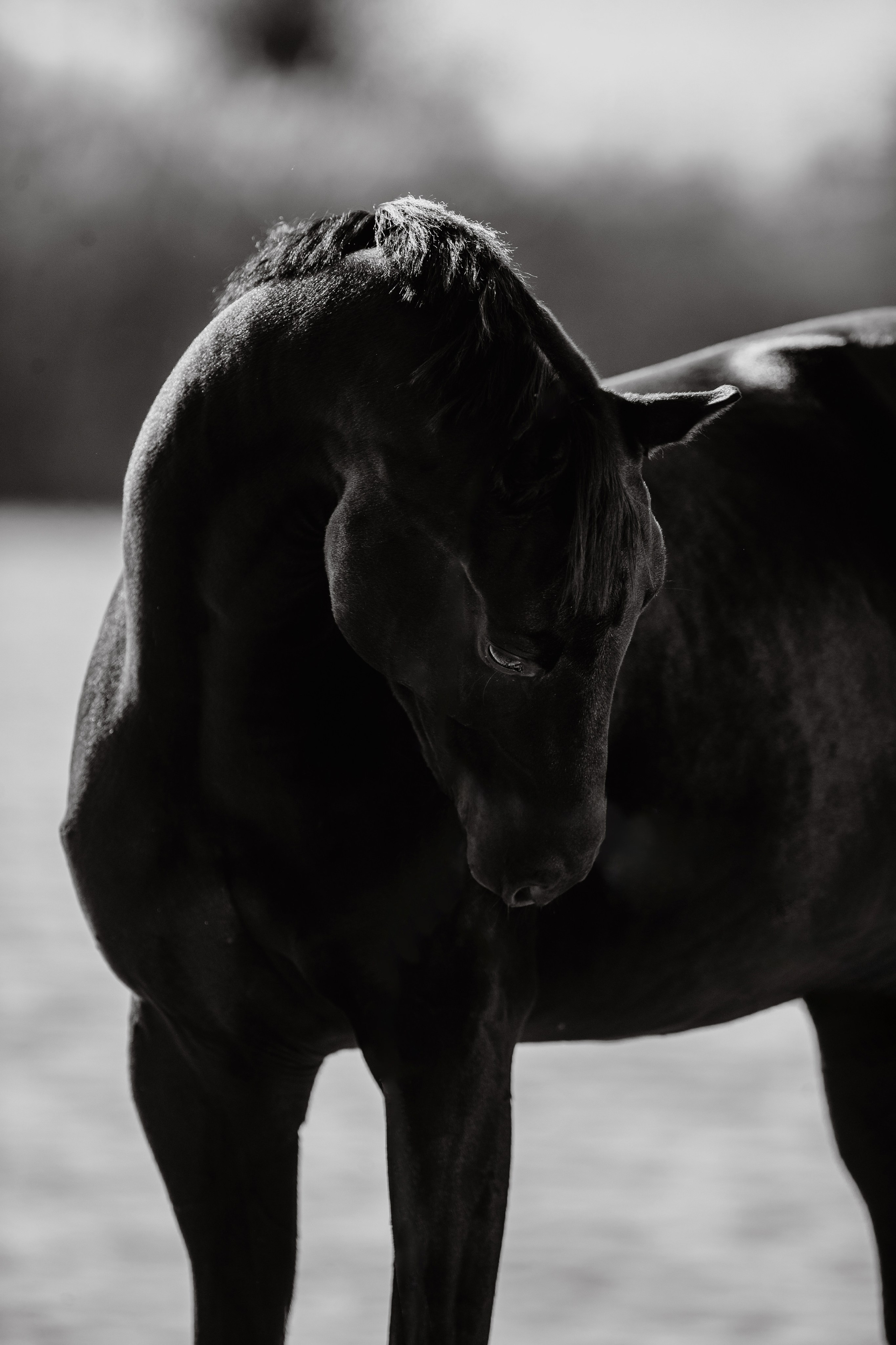 Разное. Фотограф-анималист Ксендзова Кристина