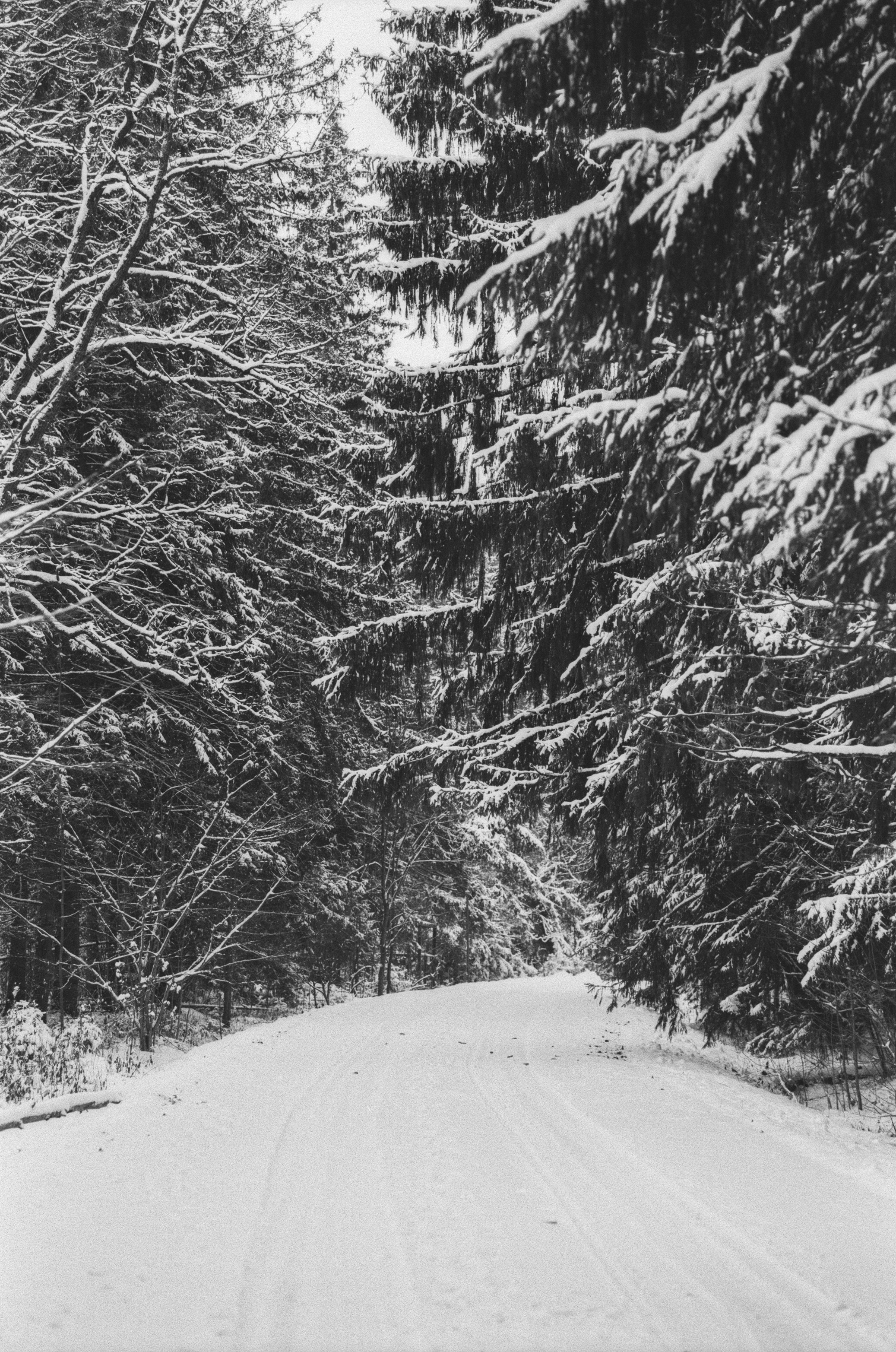 Contax N1 / Carl Zeiss Makro Sonnar 100 mm f/2.8 / Давыдовское