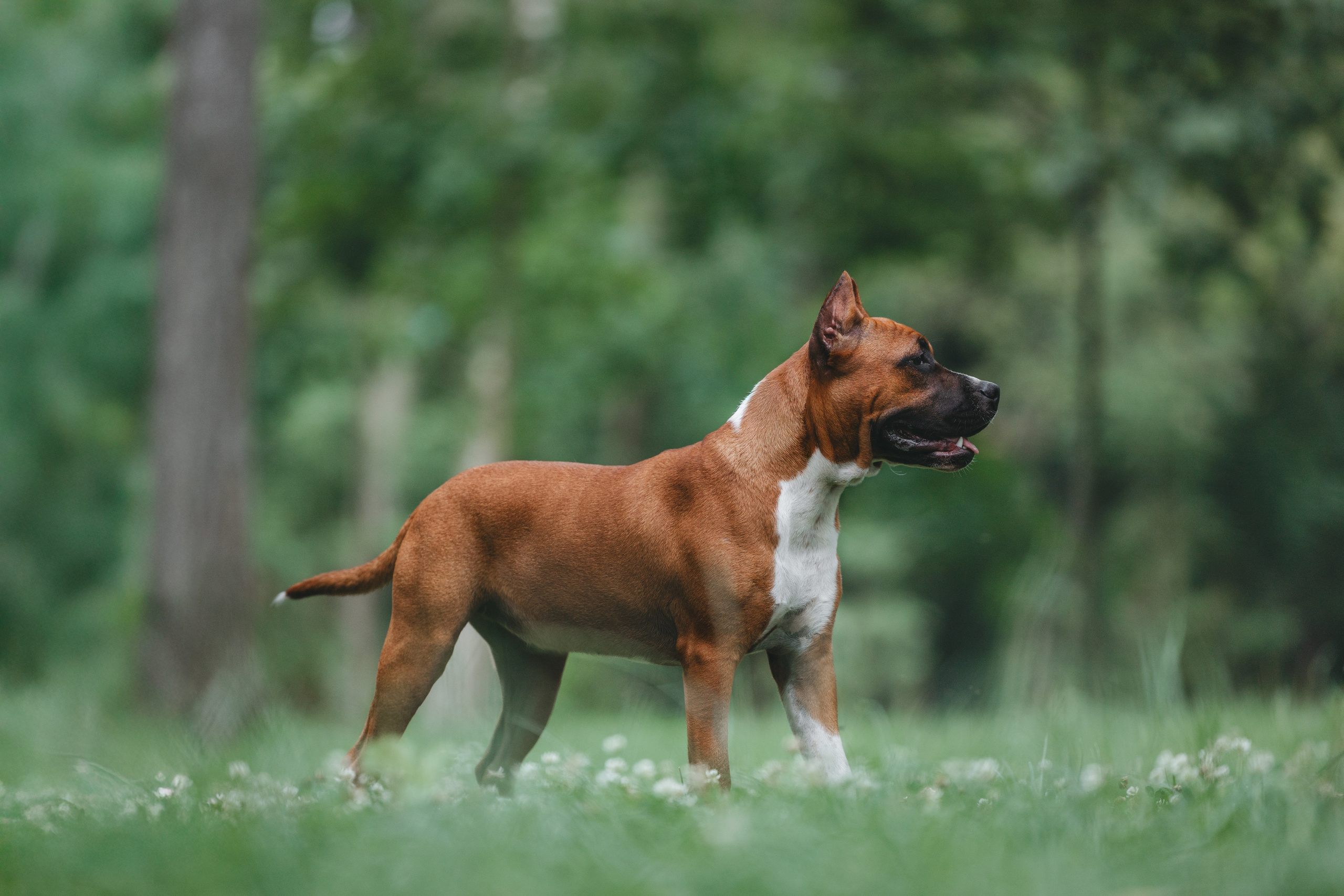 Американский стаффордширский терьер. Фотограф Анималист в Москве Анастасия Жучкова