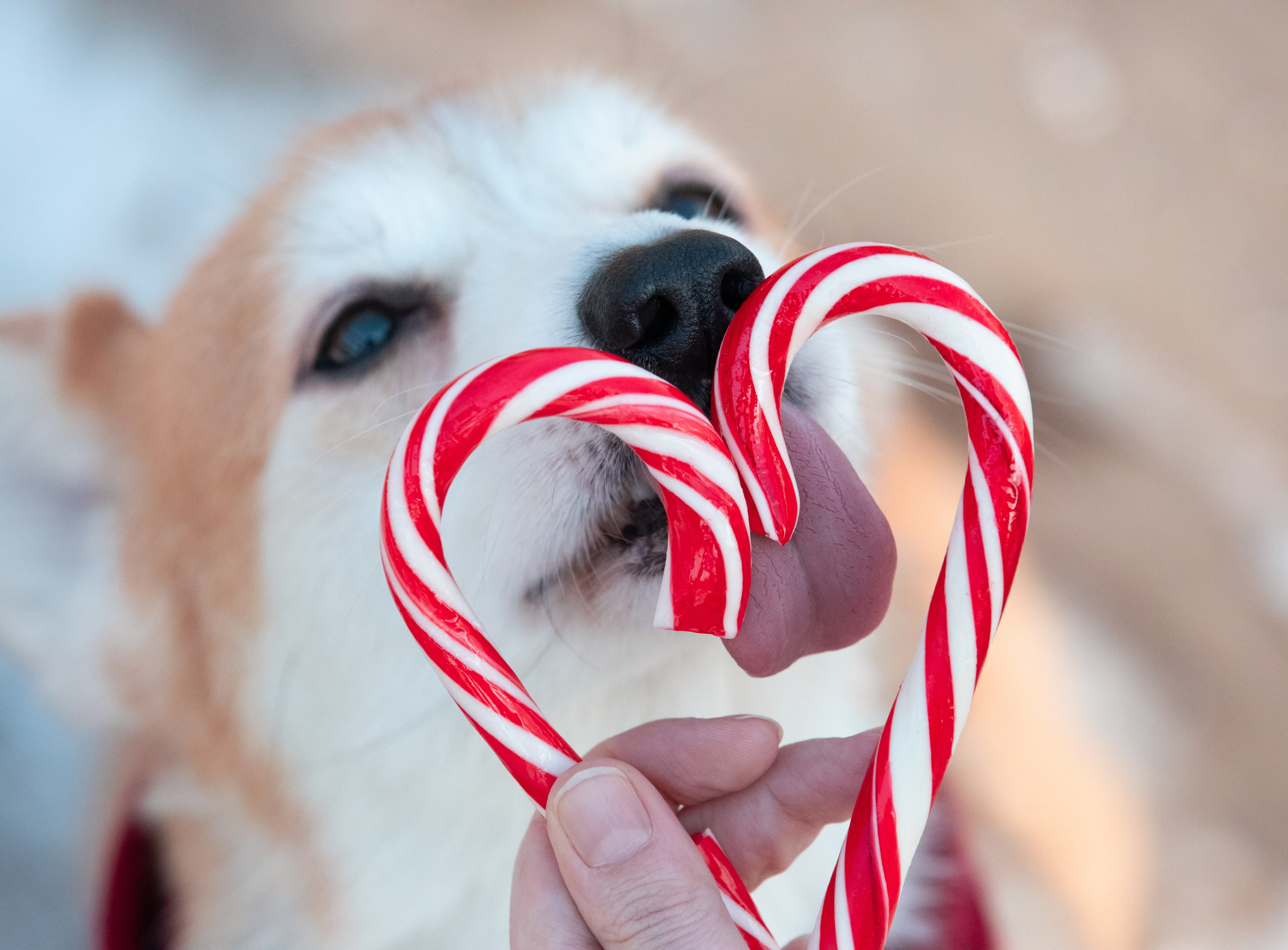 Даша и Дживс. Фотограф-анималист Смирнова Клеопатра|Москва
