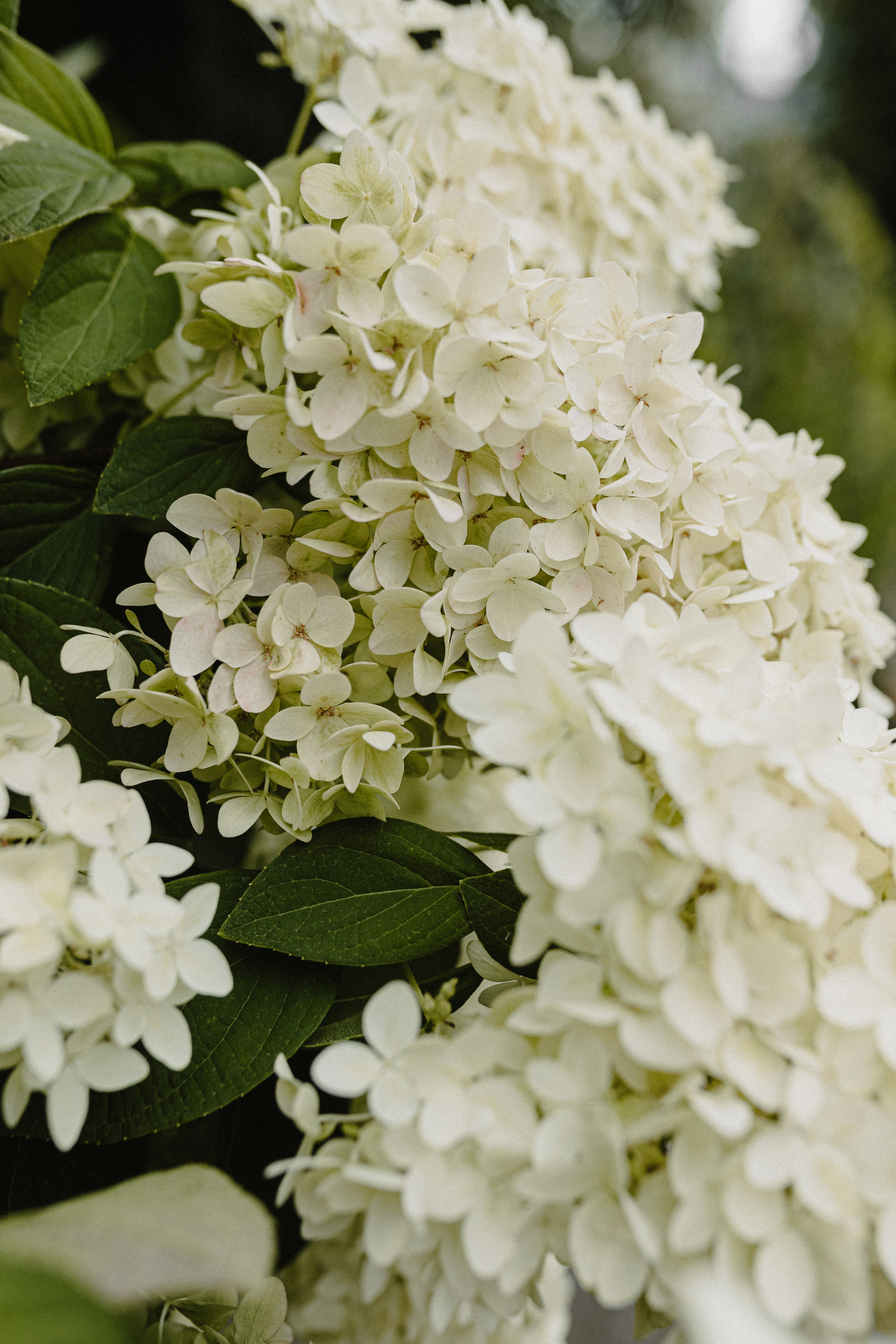 Свадьба Тани и Андрея. Свадебный и семейный фотограф Женя Добрянская в Нижнем Новгороде