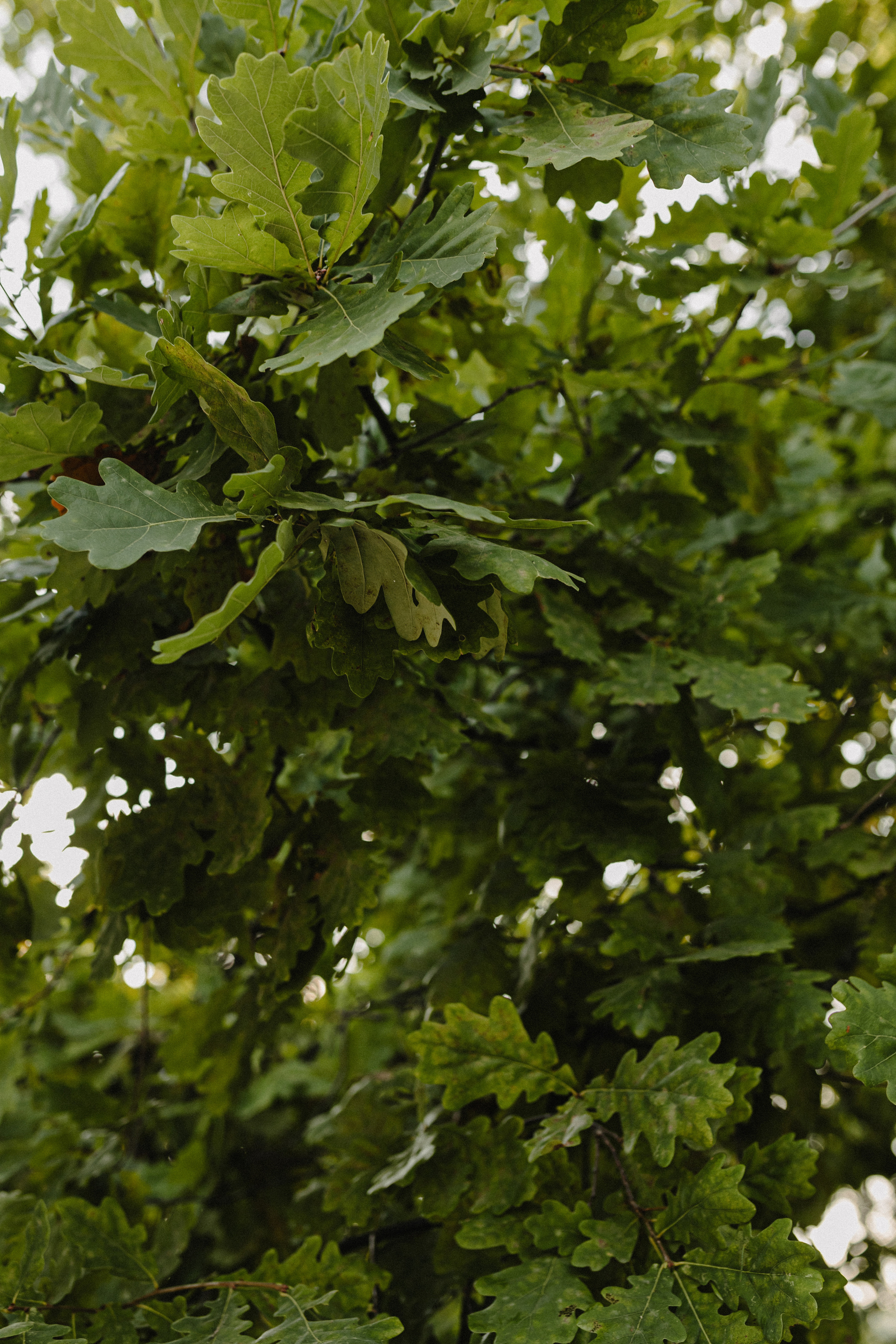Свадьба Тани и Андрея. Свадебный и семейный фотограф Женя Добрянская в Нижнем Новгороде