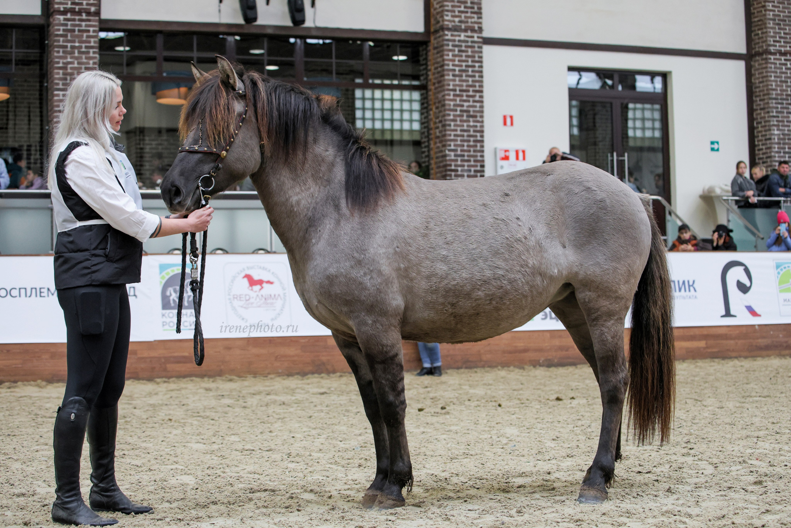 Конная Россия 2024. Irenephoto.ru