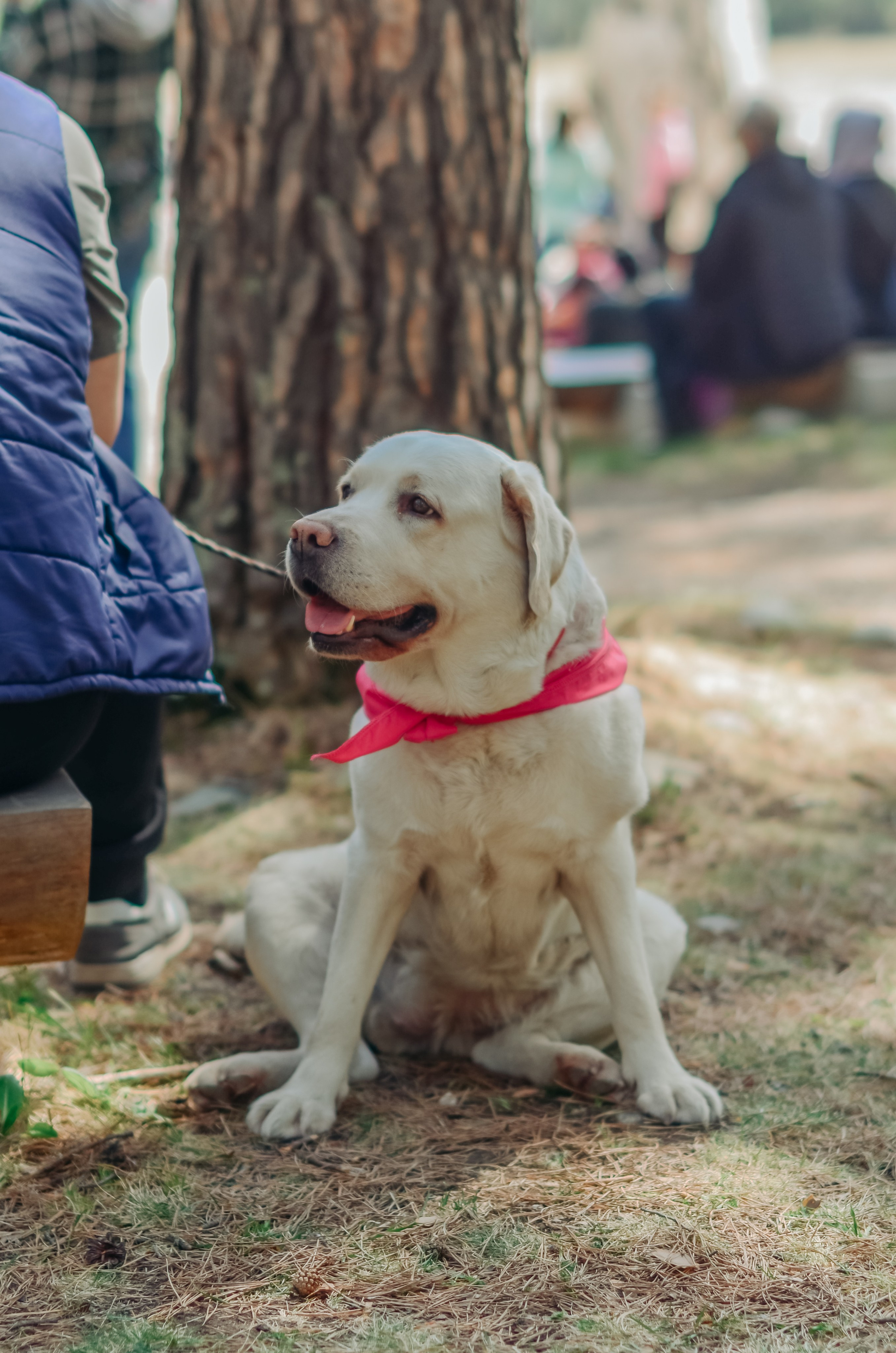 Фестиваль «Цветение Маральника на Алтае 2025». Фоторепортаж. Денисова Аля — фотограф для парных съемок и индивидуальных историй в Барнауле