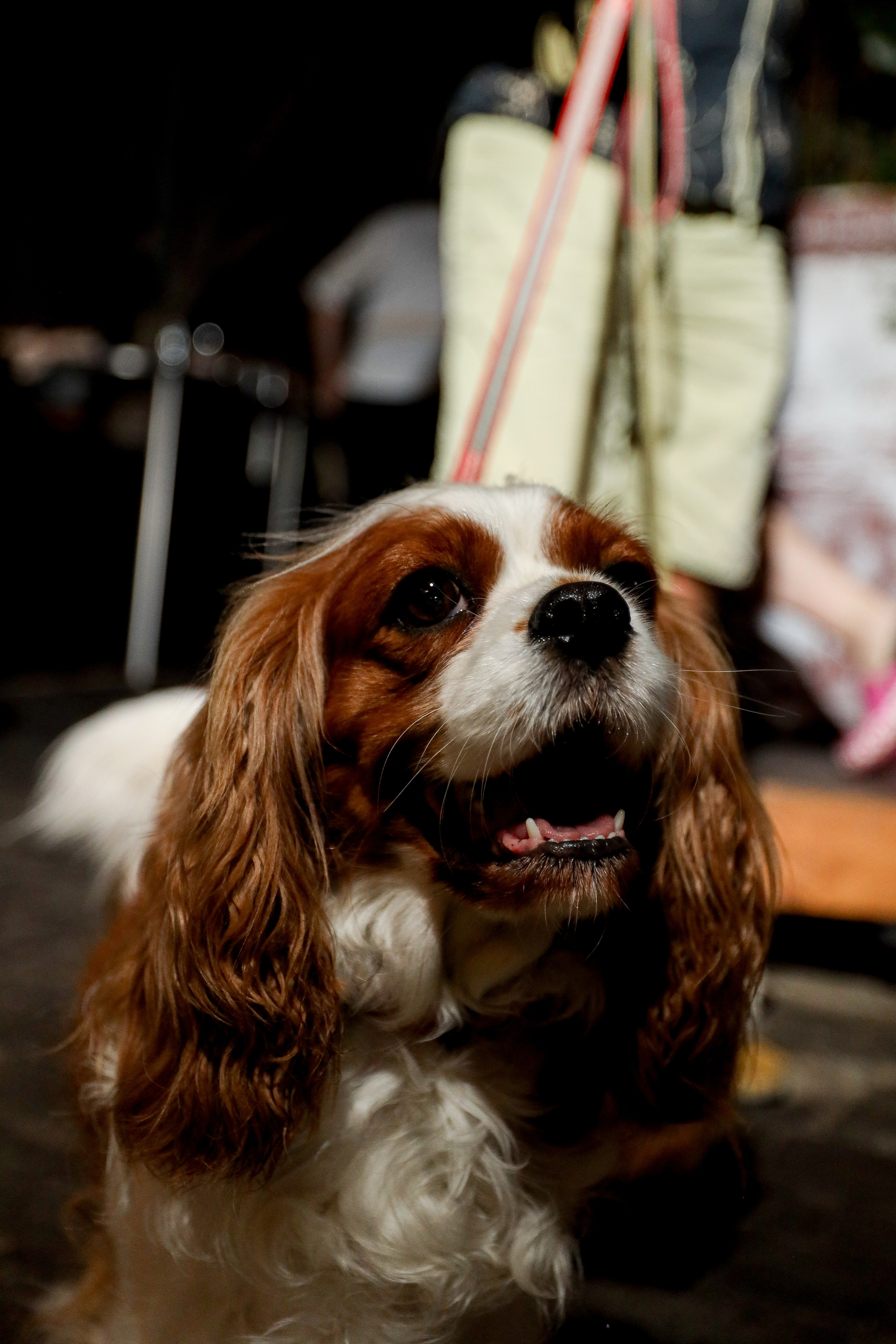 Gastrodvor 3YEARS. Дженбаз Павел — фотограф в Ялте