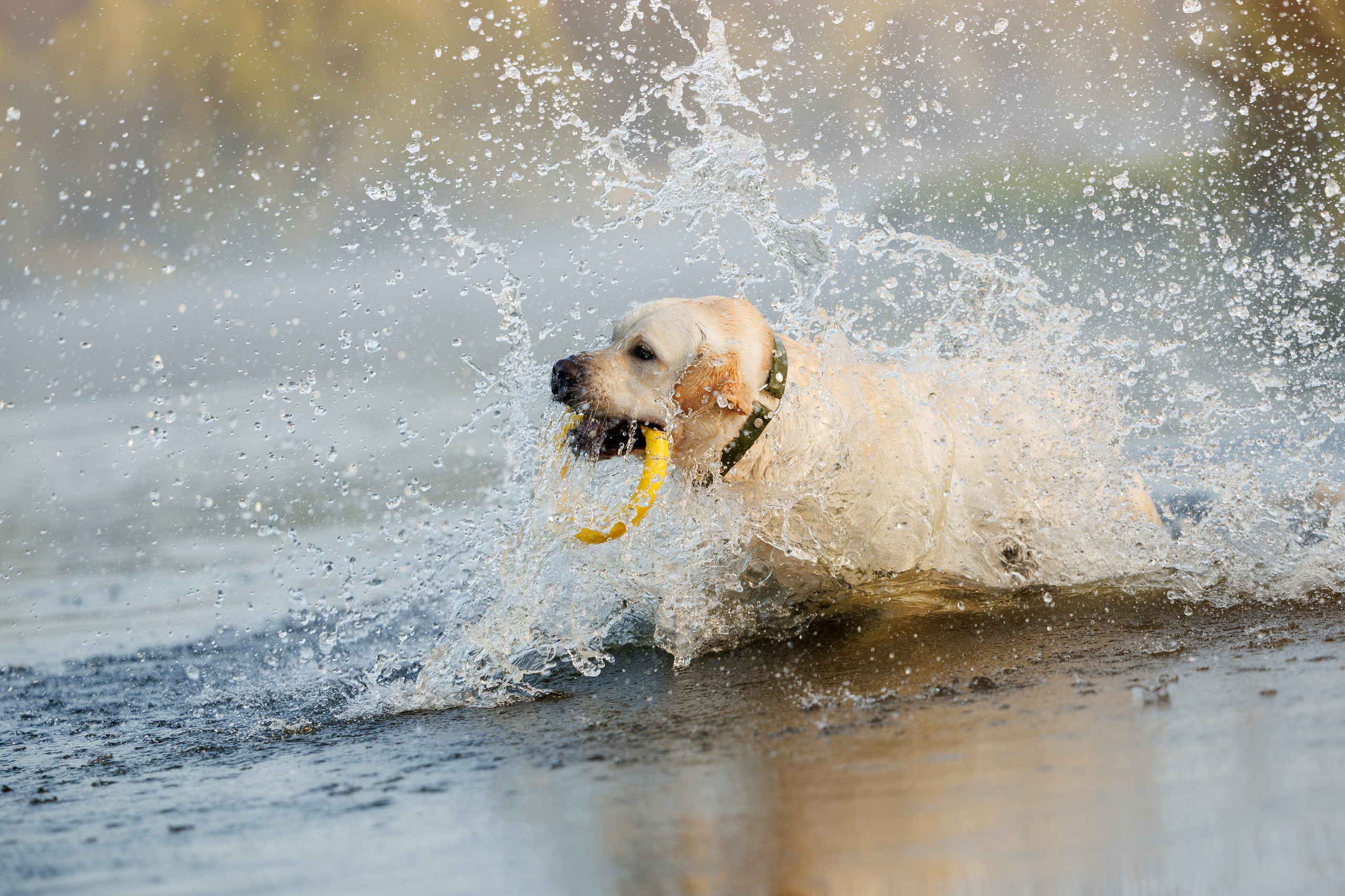 Портфолио: Фотосъёмка собак в Москве и области — авторские образы. Фотограф-анималист и бренд-фотограф в Москве | Фотография собак, людей, бизнес-портрет