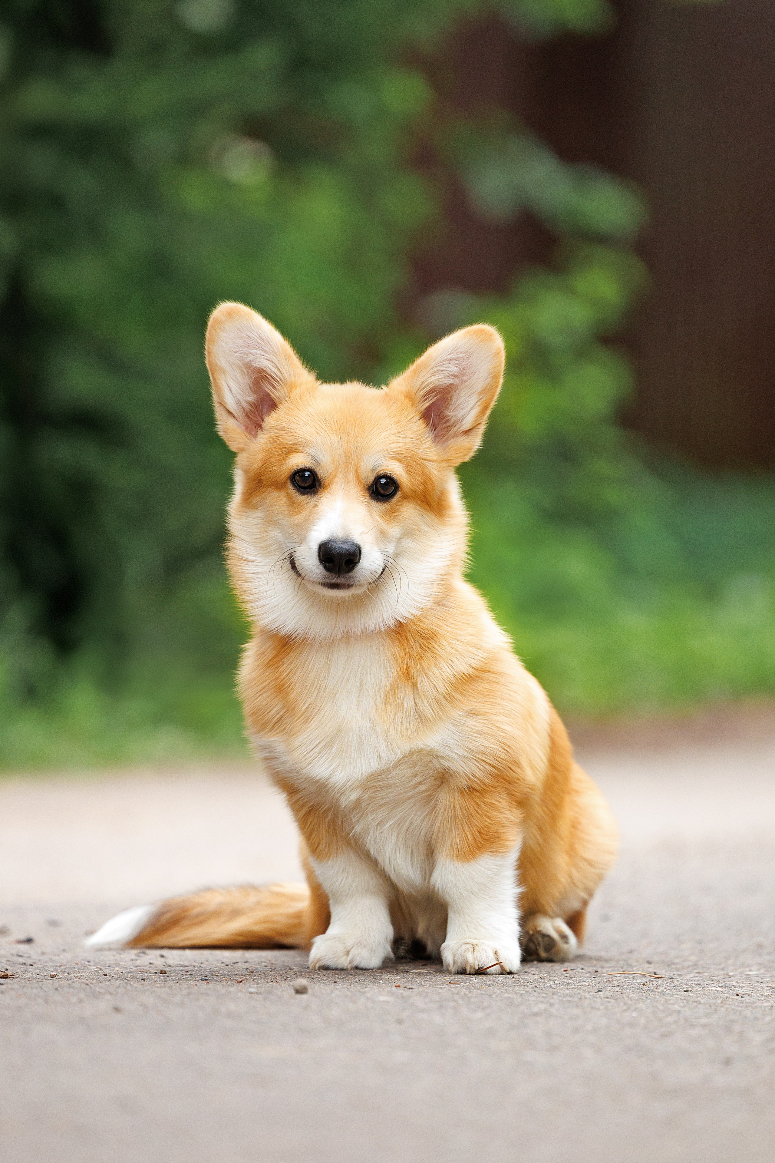 Фотограф-анималист и бренд-фотограф в Москве | Фотография собак, людей, бизнес-портрет