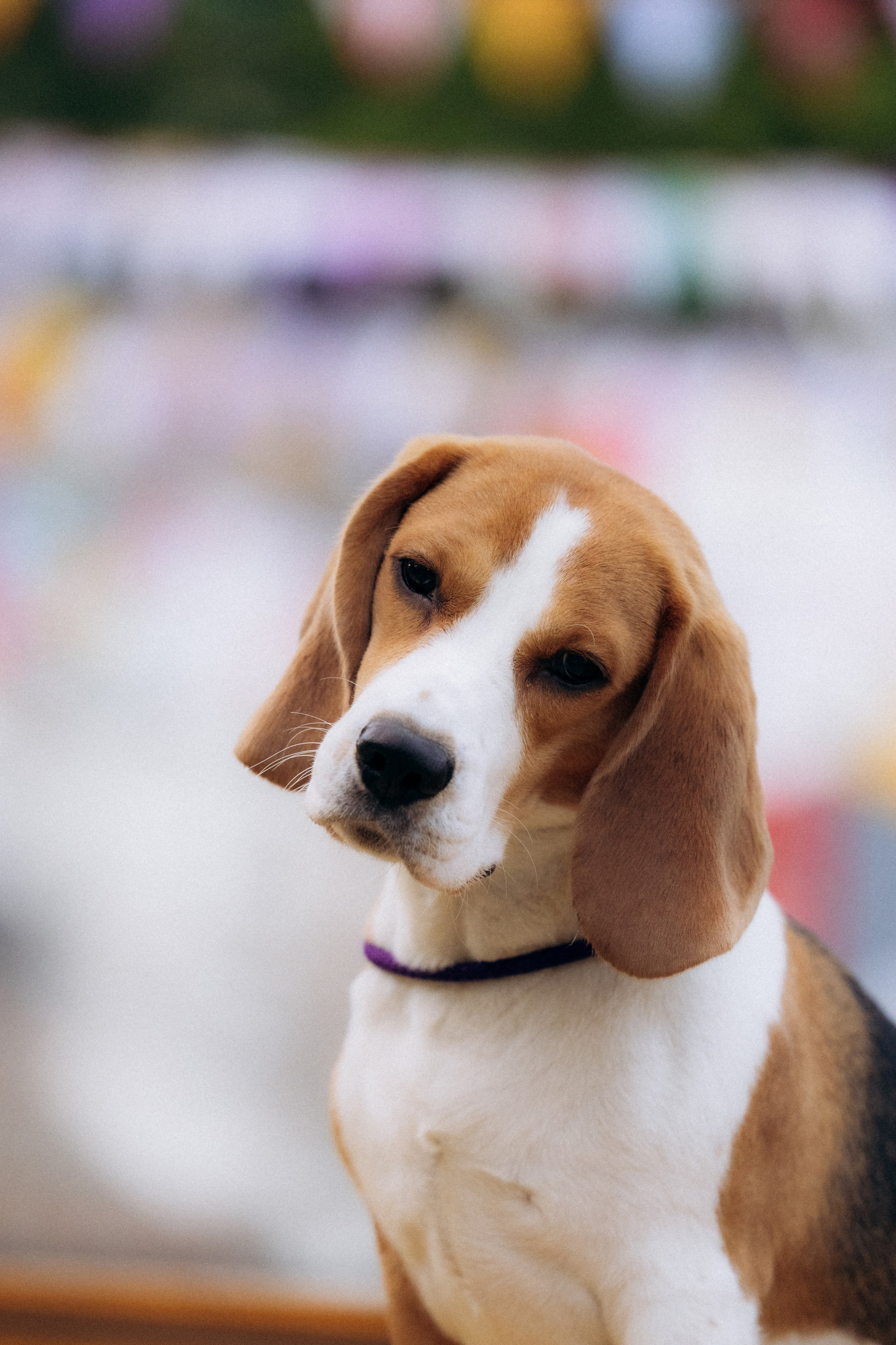 Анна и Рэна. Рассвет в Москве. Фотограф анималист в Казани Алина Сулейманова. Фотограф животных