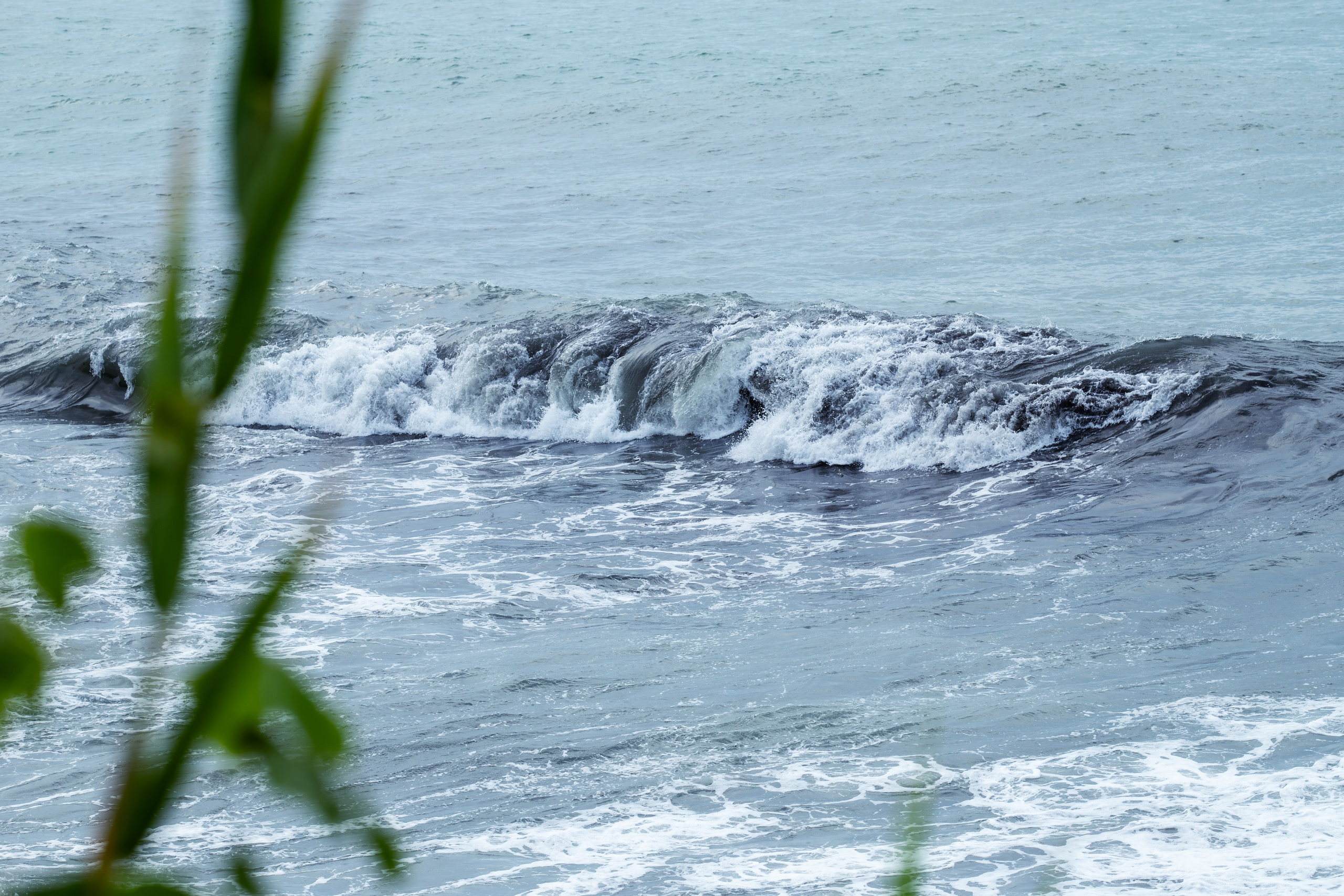 Нолан, Бордер-колли. Ирина Голомб|Фотограф-анималист в  Сочи и Калининграде