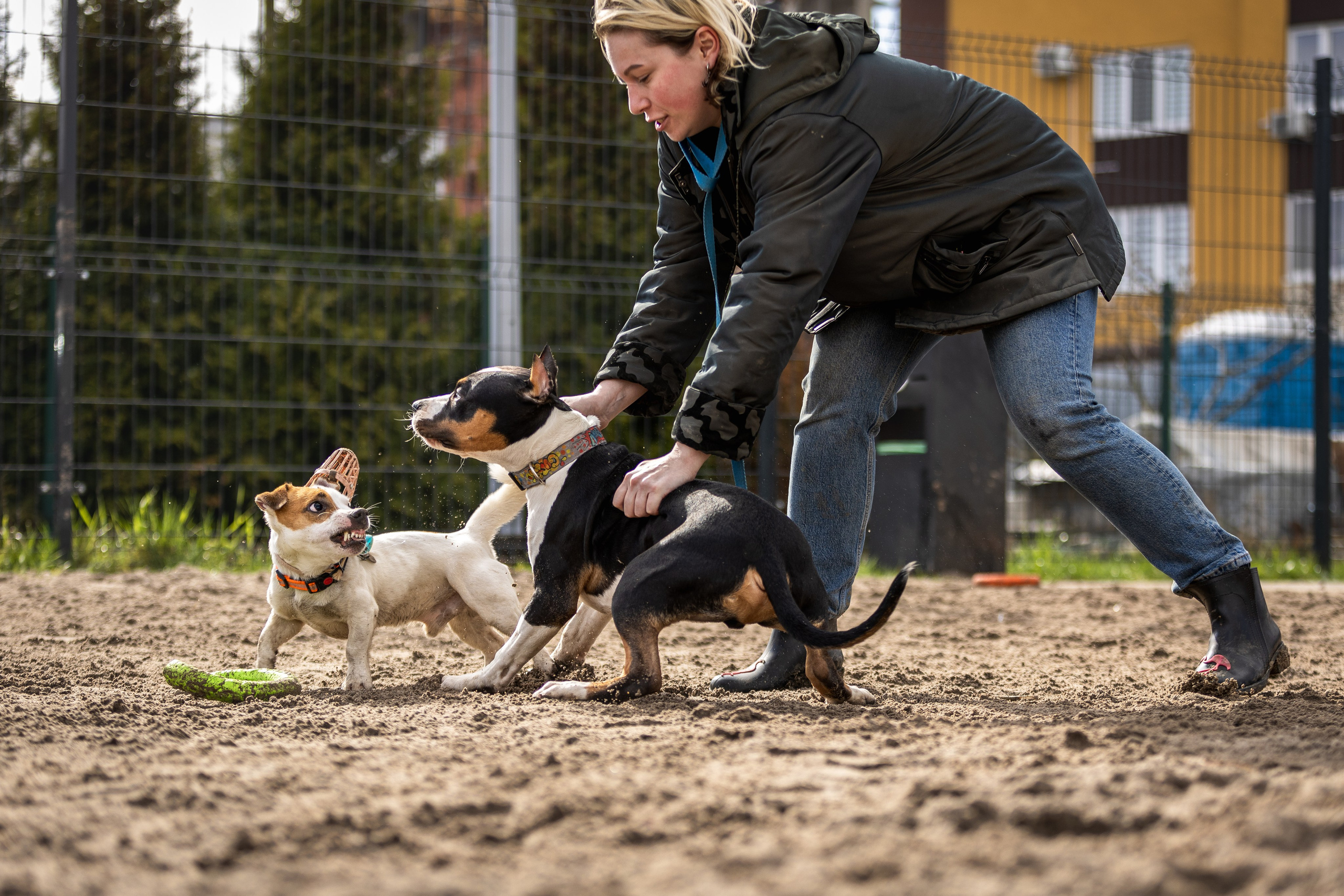 Догтуса 24.03.2024. Ирина Голомб|Фотограф-анималист в  Сочи и Калининграде