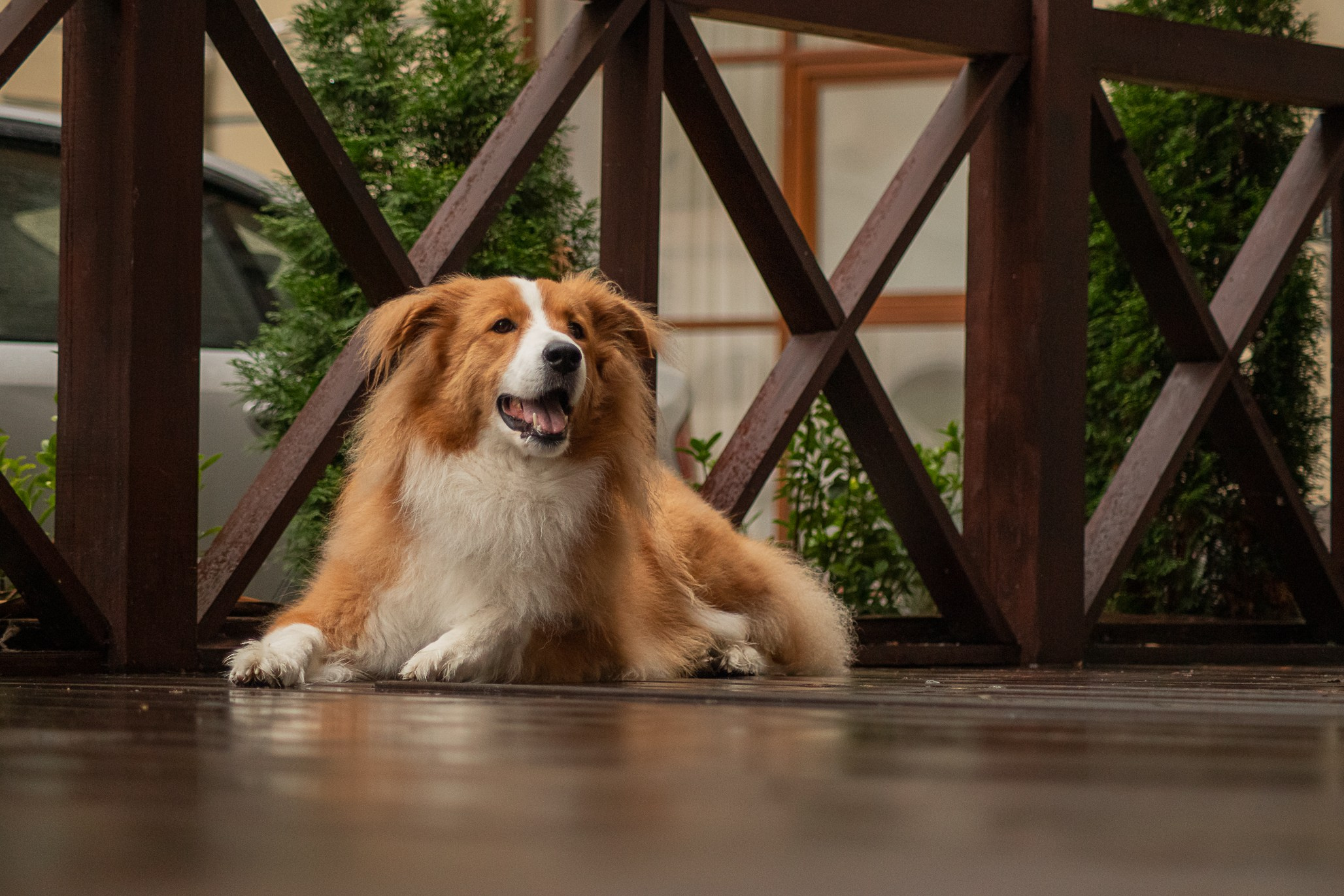 Терри, метис. Ирина Голомб|Фотограф-анималист в  Сочи и Калининграде