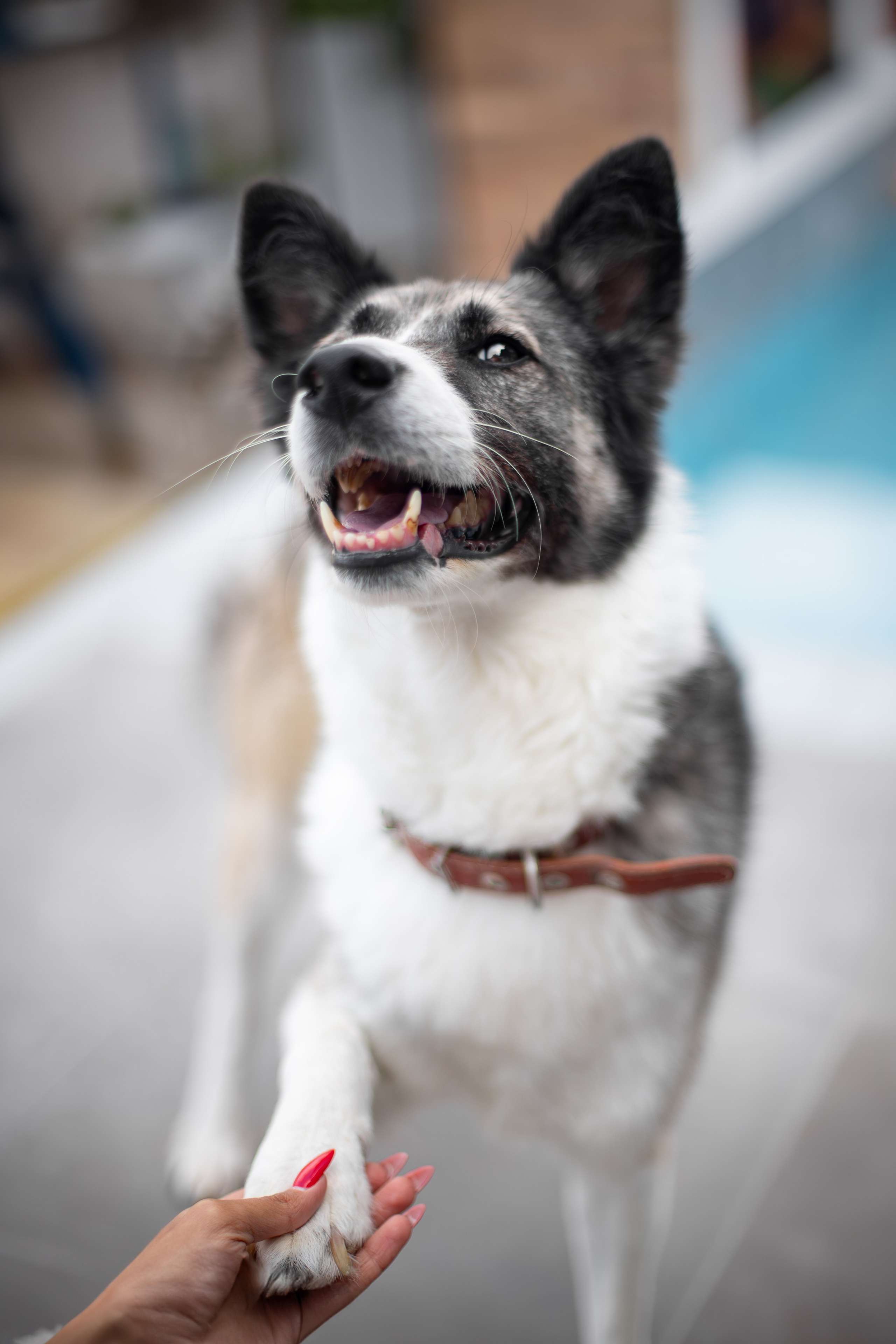 Мини-приют «Возрождение». Ирина Голомб|Фотограф-анималист в  Сочи и Калининграде