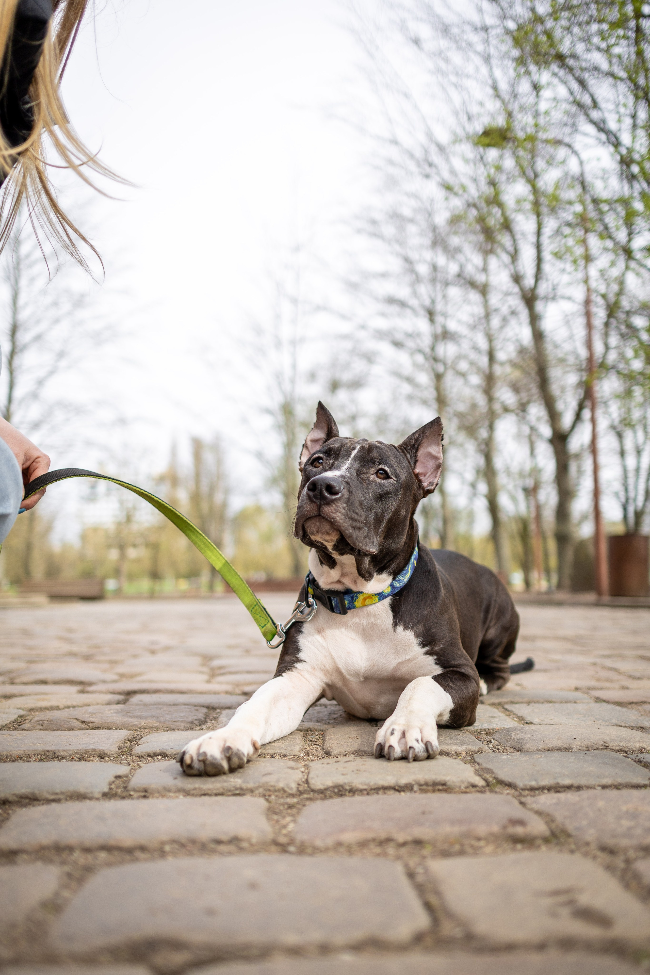 Афина и Мора, Стаффорды. Ирина Голомб|Фотограф-анималист в  Сочи и Калининграде