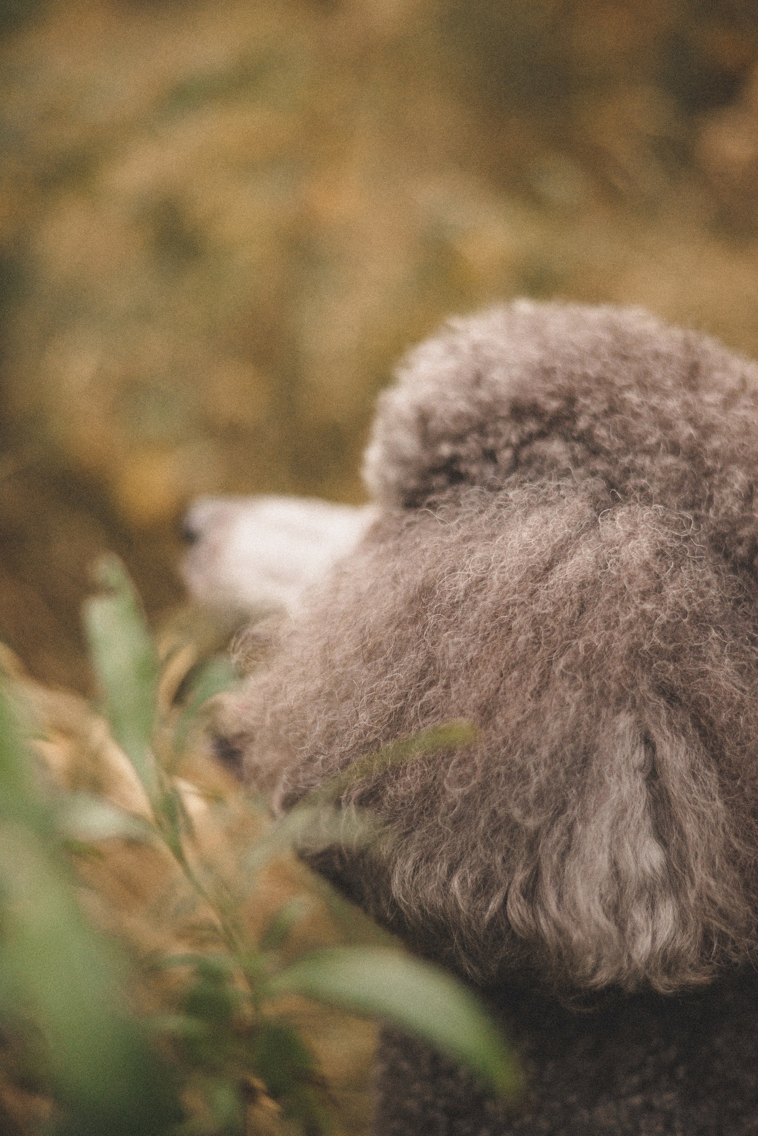 Алёна и Смоки. Фотограф-анималист Богданова Полина