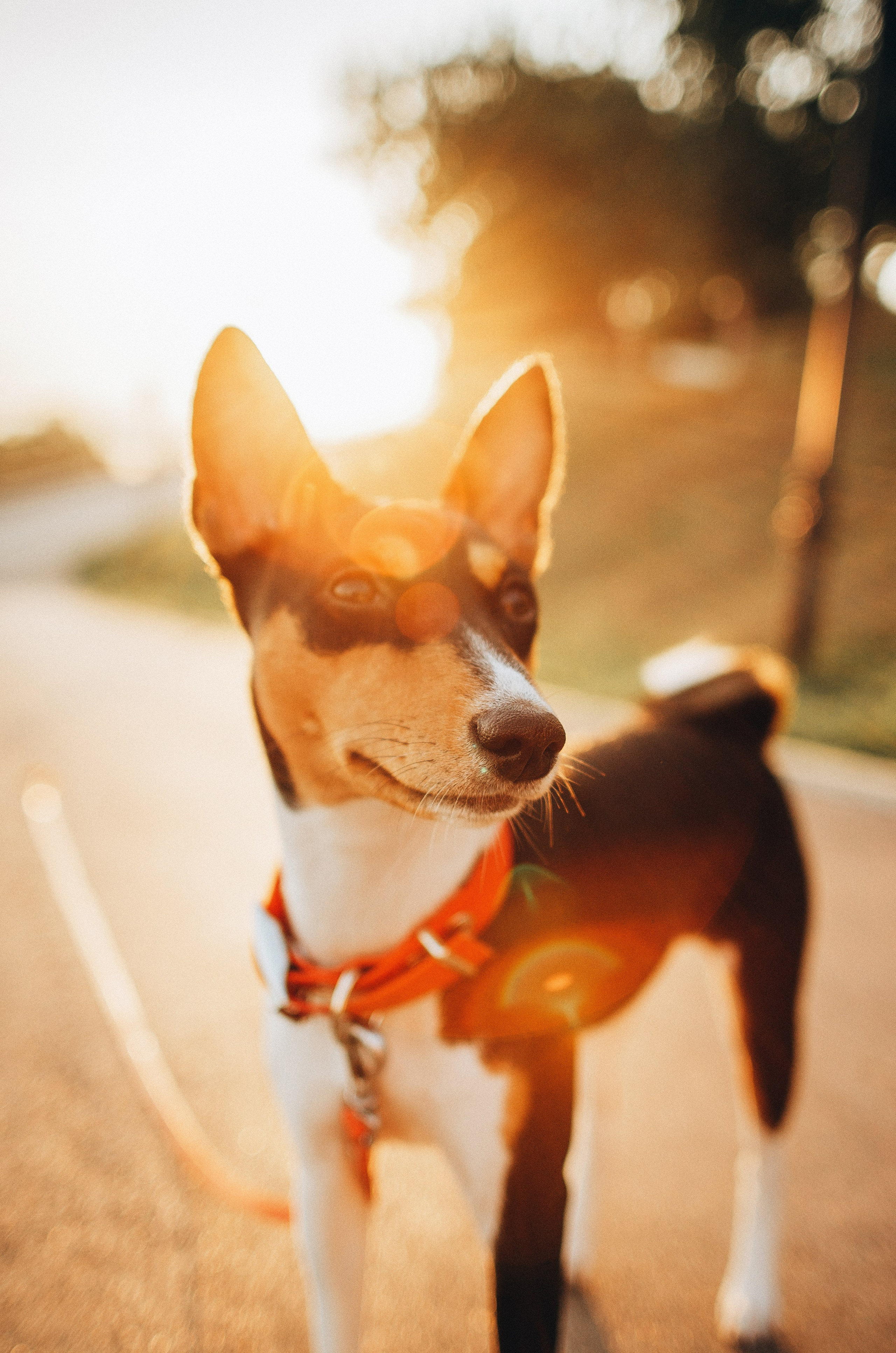 Лена, Никита и Эсма. Фотограф-анималист Богданова Полина