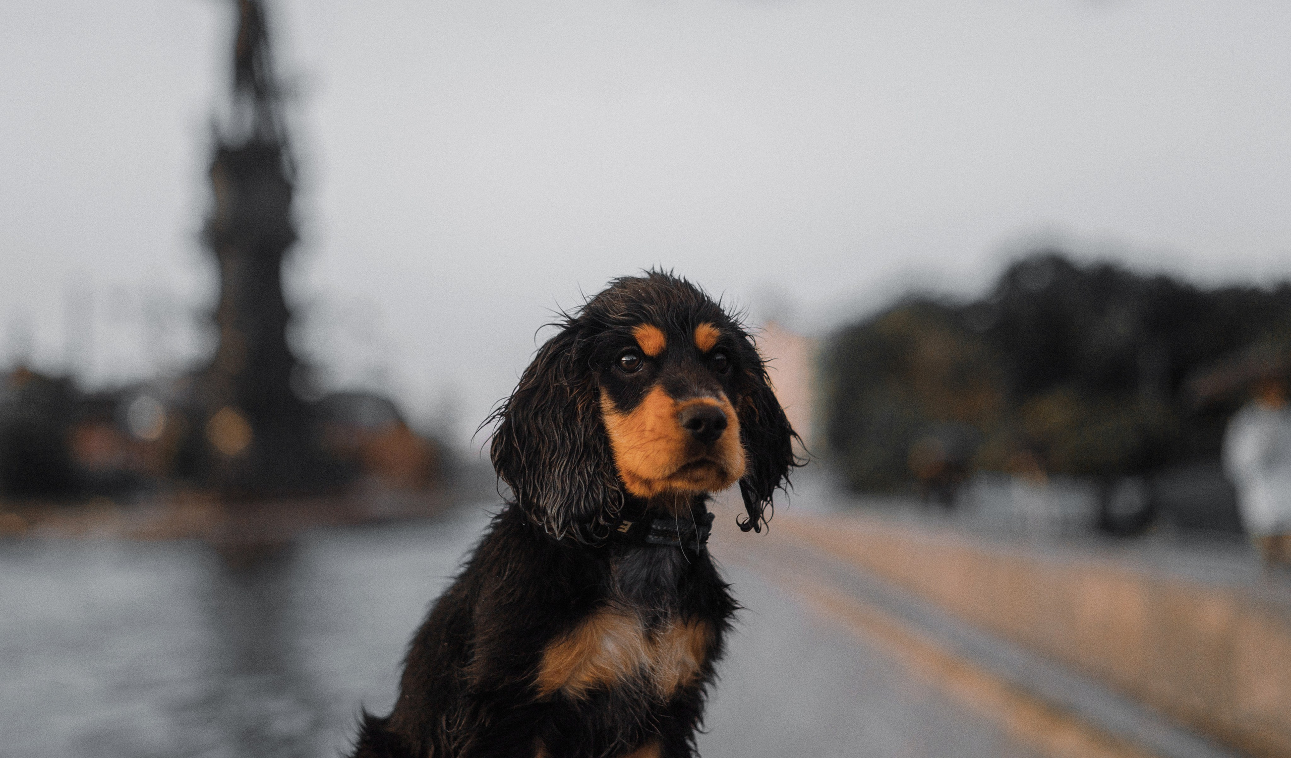 Аня и Ривер. Фотограф-анималист Богданова Полина