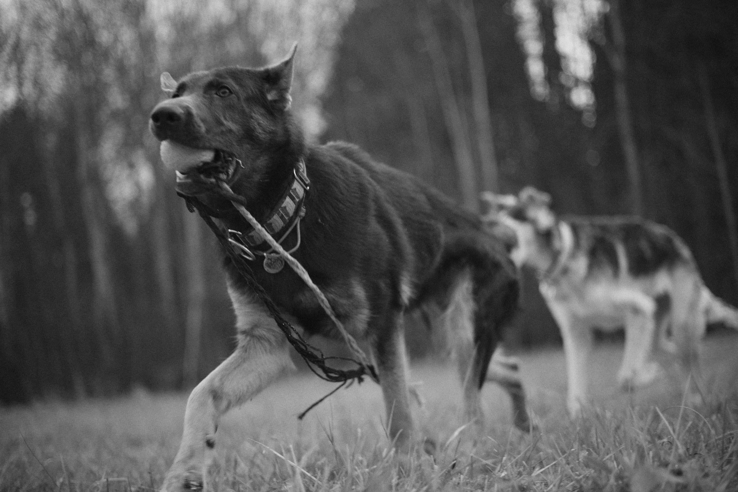 Алена, Леви и Микаса. Фотограф-анималист Богданова Полина