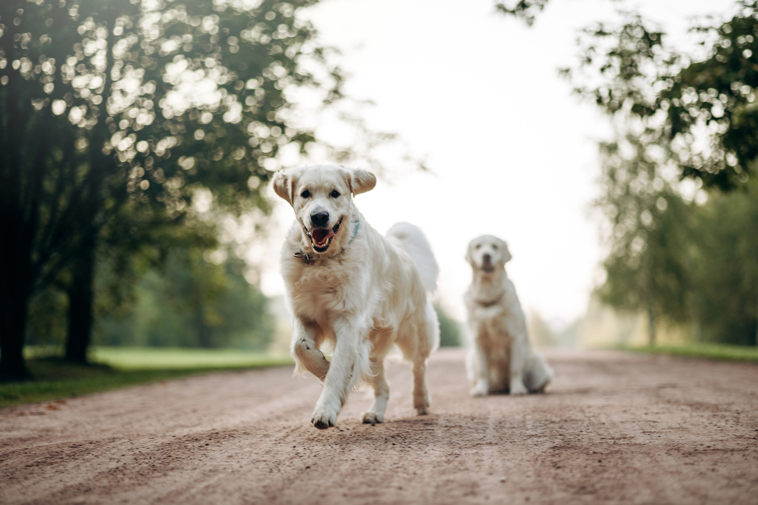 Ирина и ее золотинки. Фотограф — Анималист | Санкт-Петербург