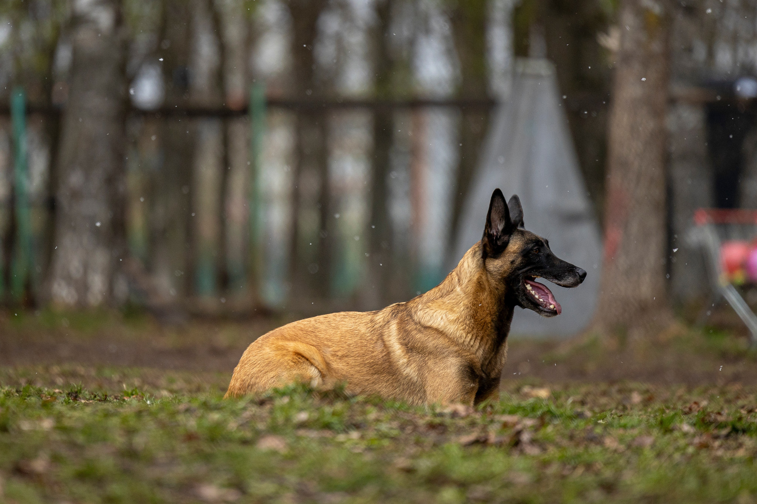 Квалификационные состязания по мондьорингу г. Вологда 11.05.24. Фотограф-анималист Анна Маринич