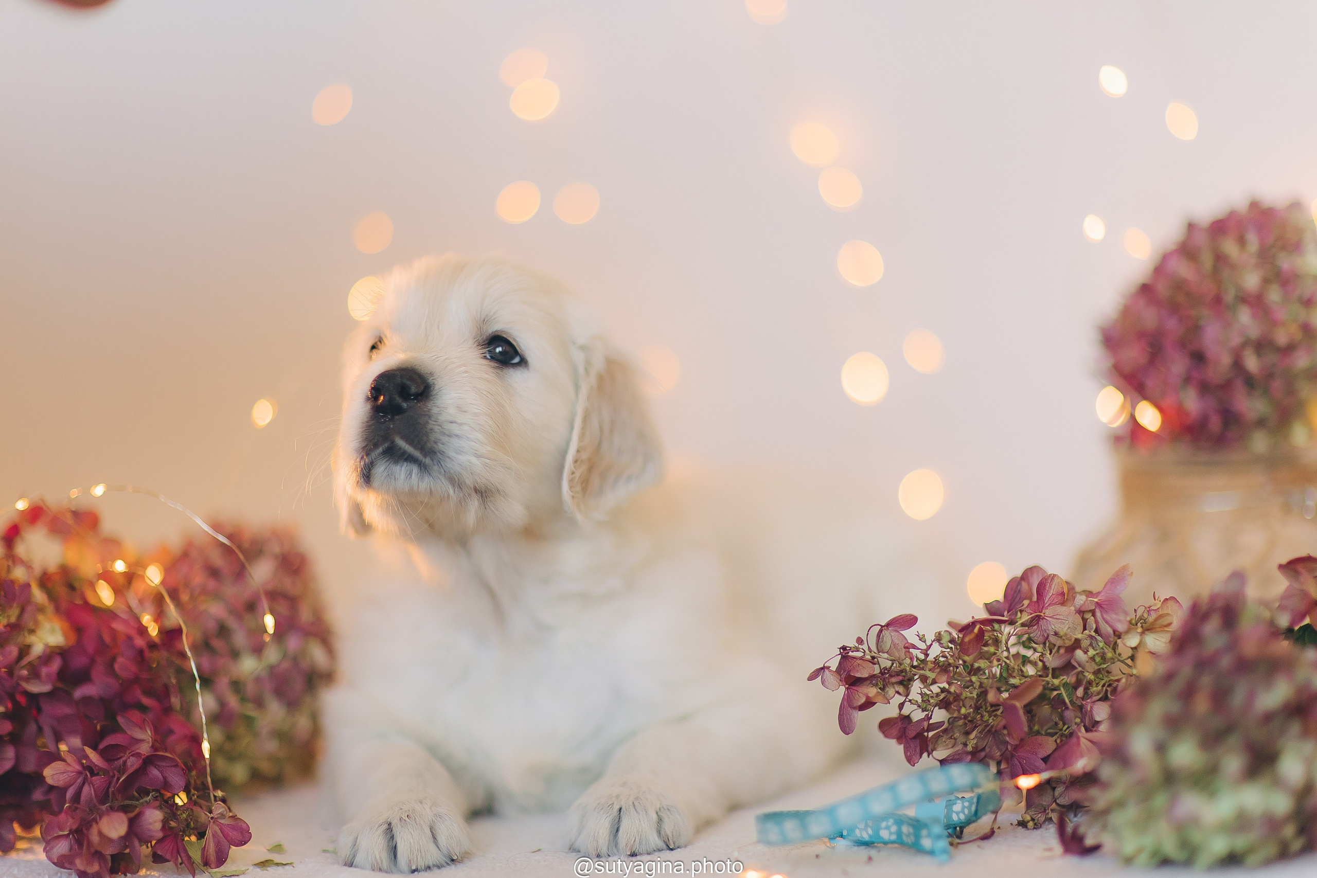 Голубой ошейник. Свадебный и женский фотограф