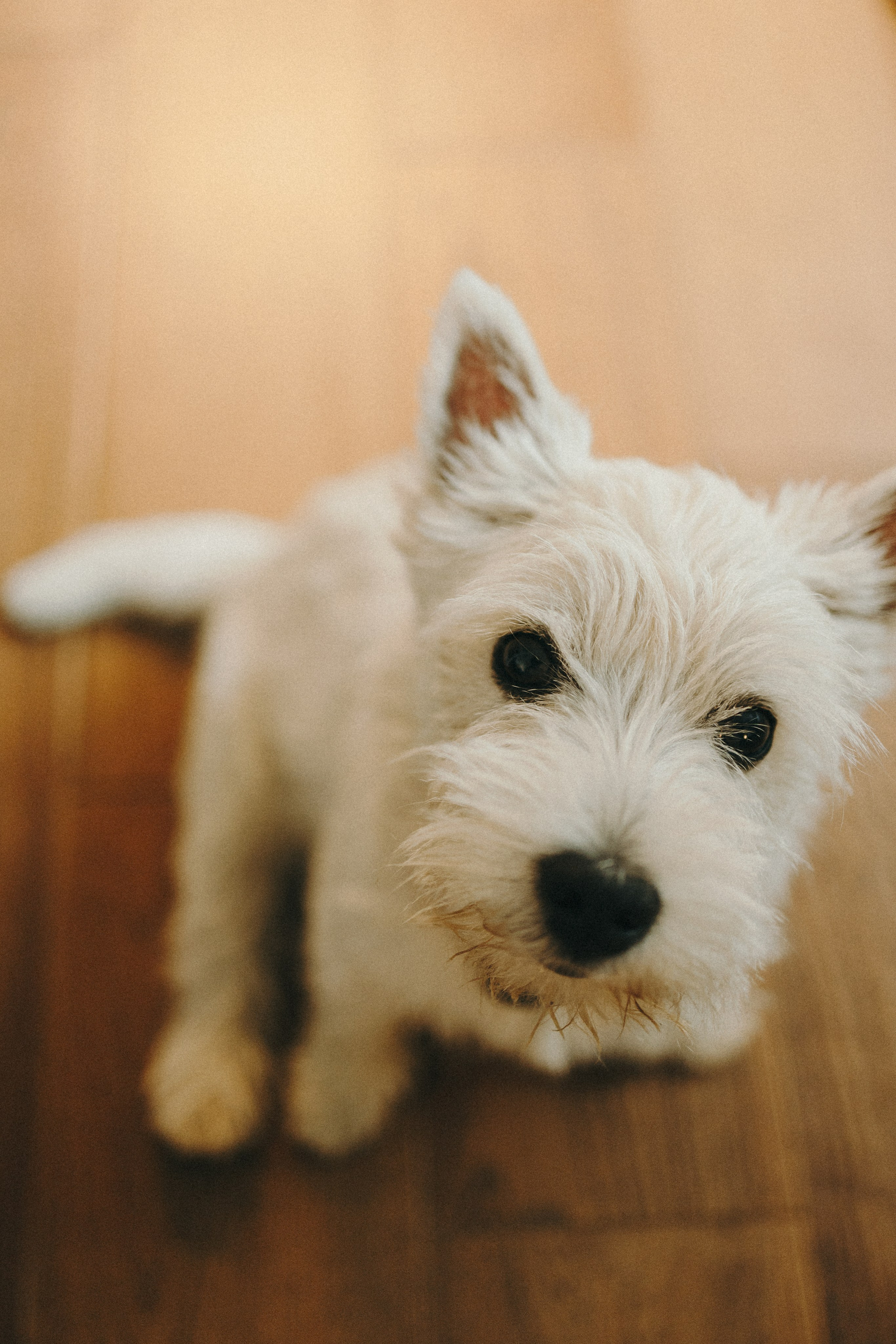 Снежуля, Мари и Саша. Фотограф анималист Анастасия Пикей