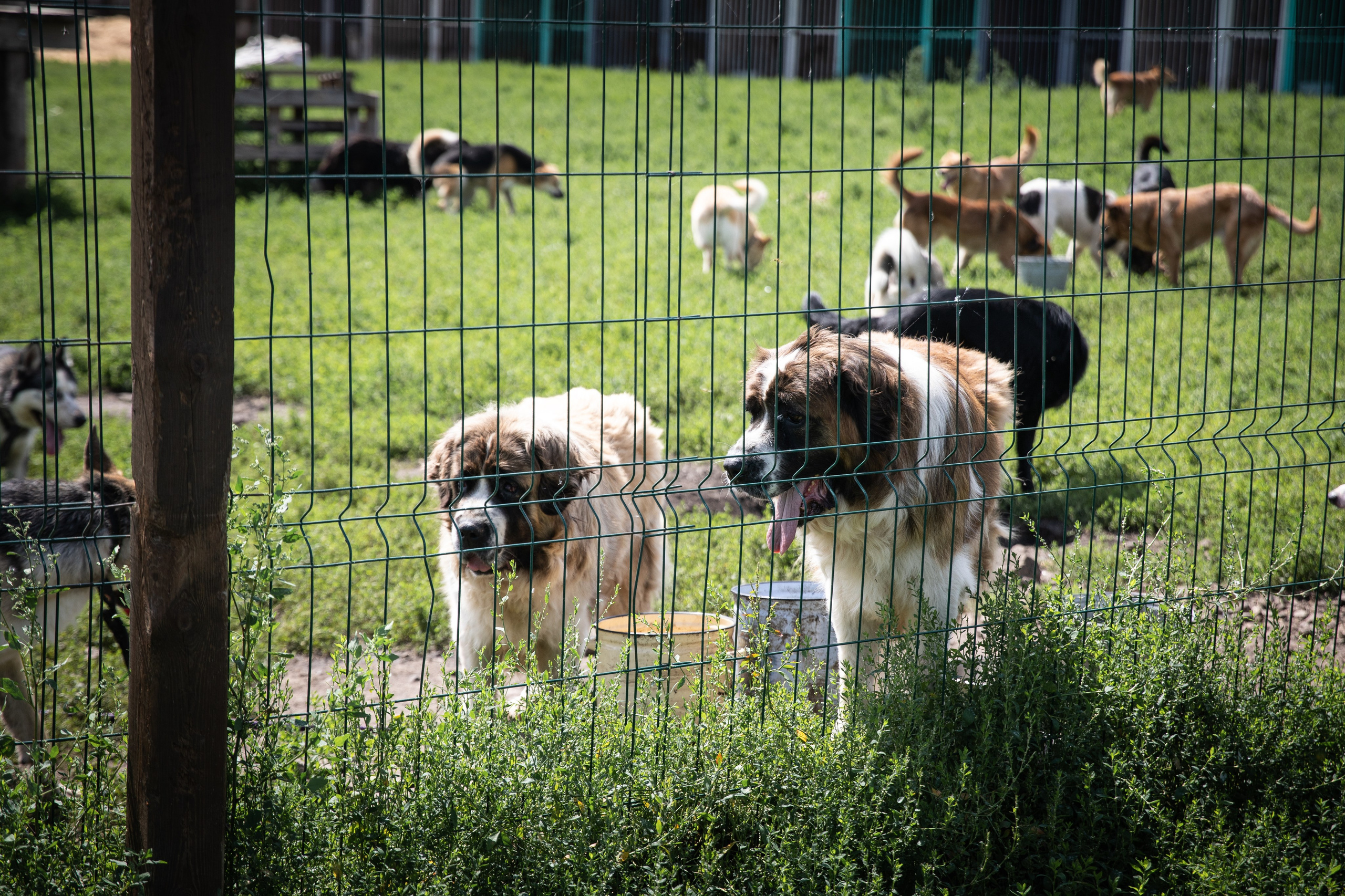Приют — Наш дом. Репортажный и свадебный фотограф в Челябинске Елисеев Павел