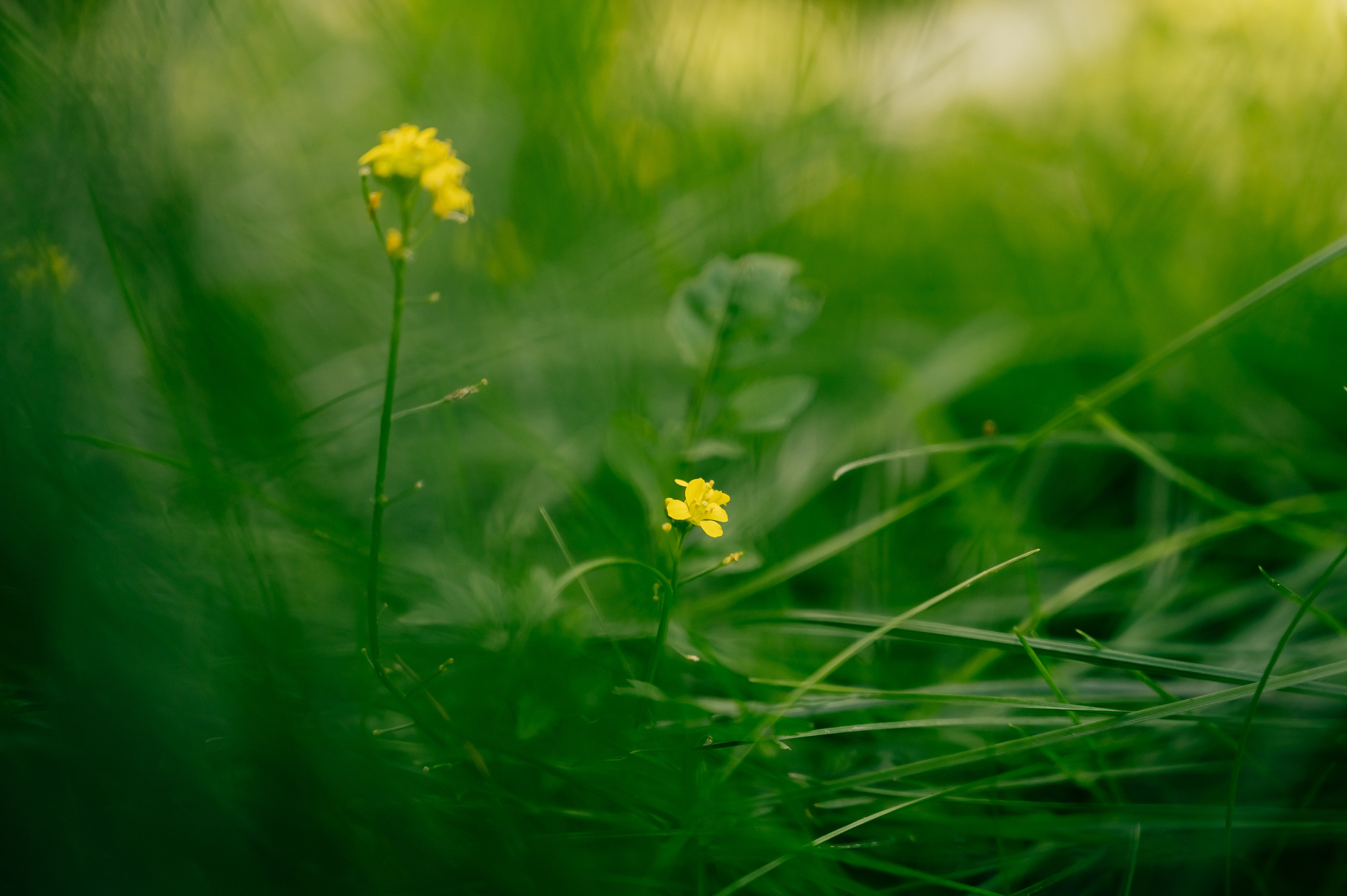 День Шахтёра в Парке Чудес 30.08.2025. Детский фотограф, семейный фотограф и репортажи в Кемерово