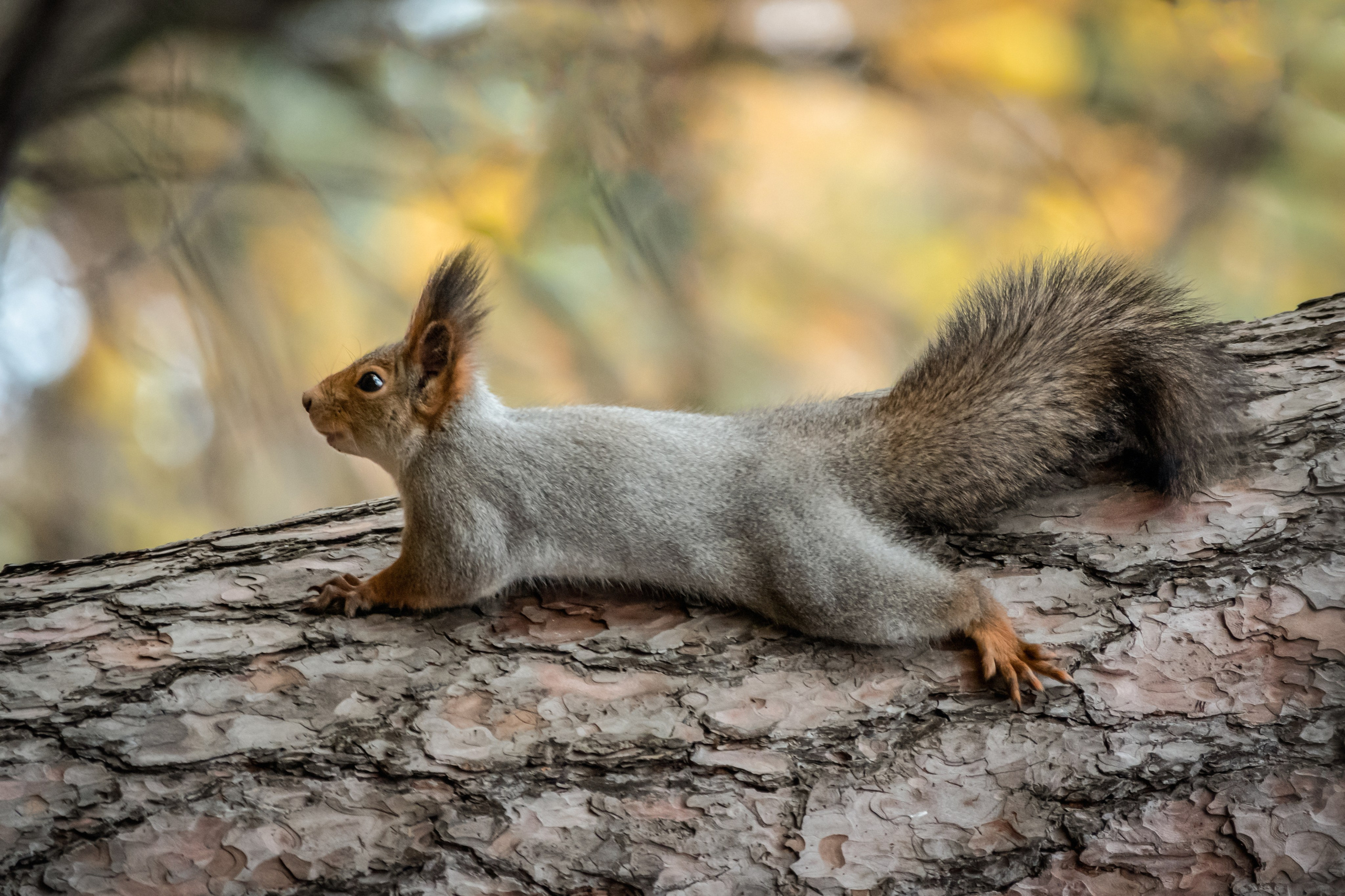 Фотоохота. Фотограф-анималист в Москве Юлия Лайхо