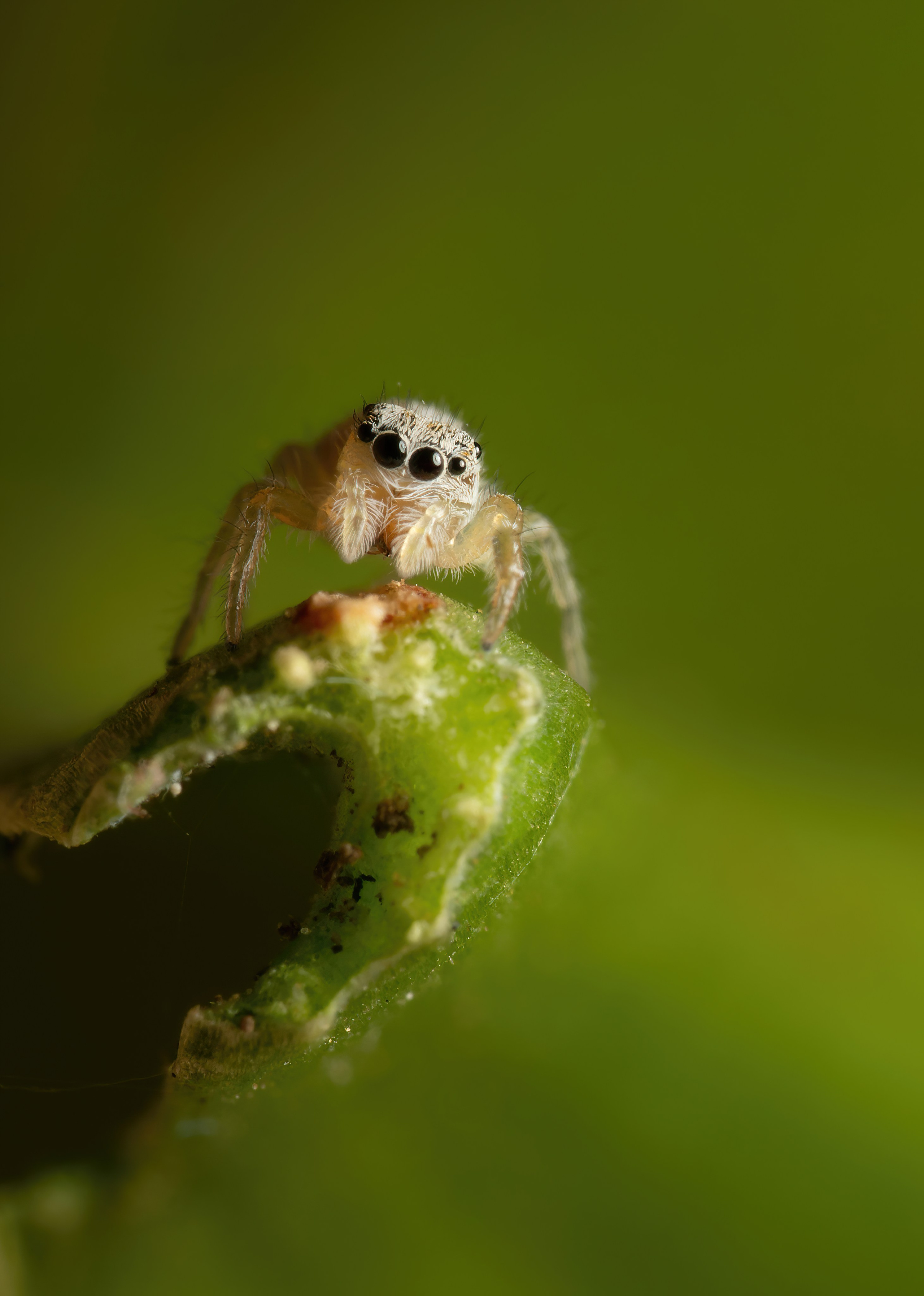 Пауки. Oles Paritskiy