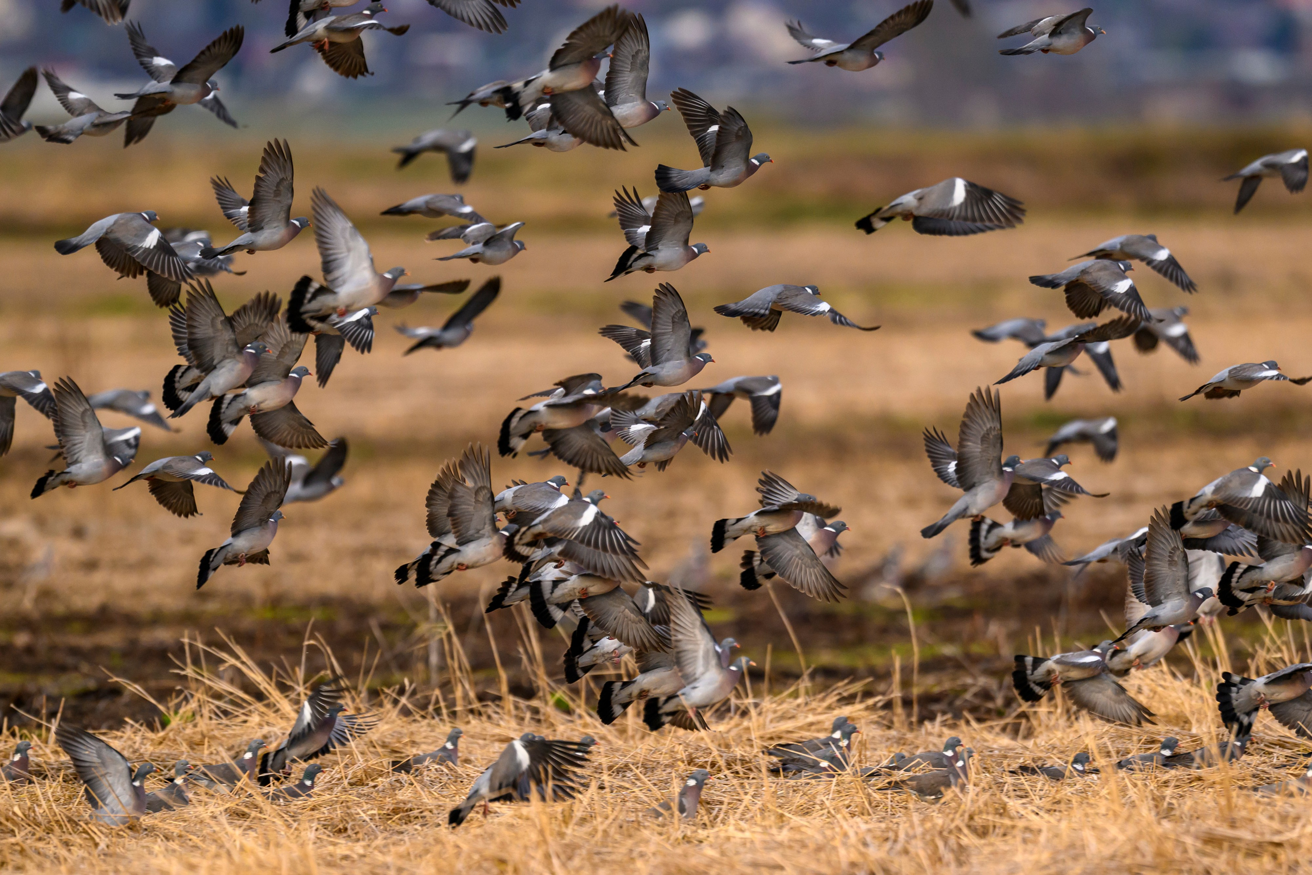 Вяхери. Фотограф Сергей Пупонин