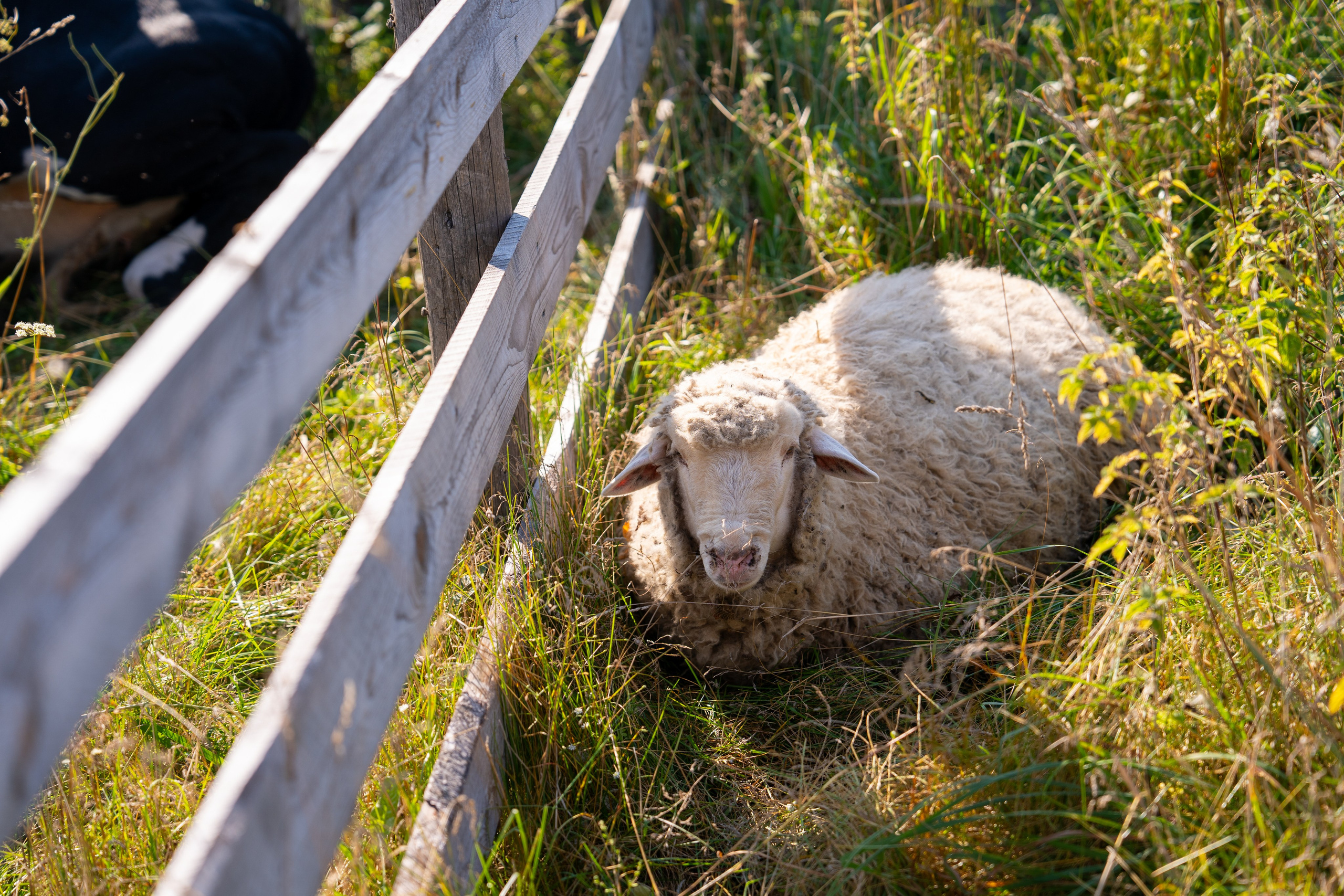 Ярмарка. Фотограф Наталья Сорока Ижевск