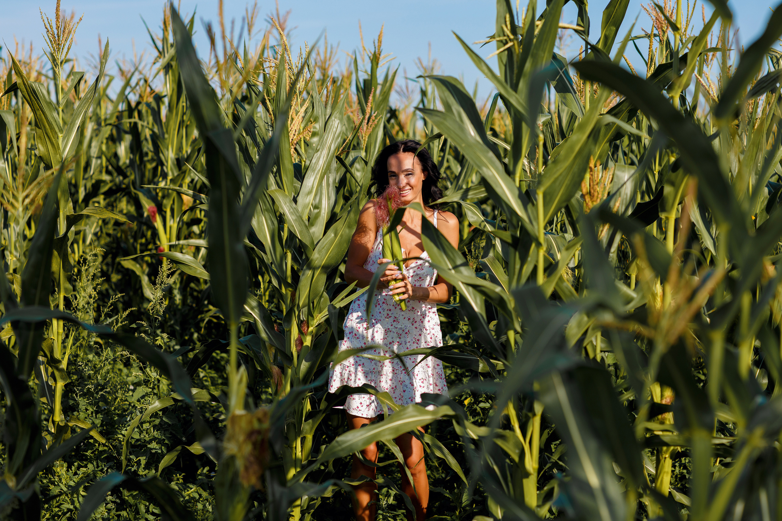 Кукуруза. Фотограф Павел Шрайбикус