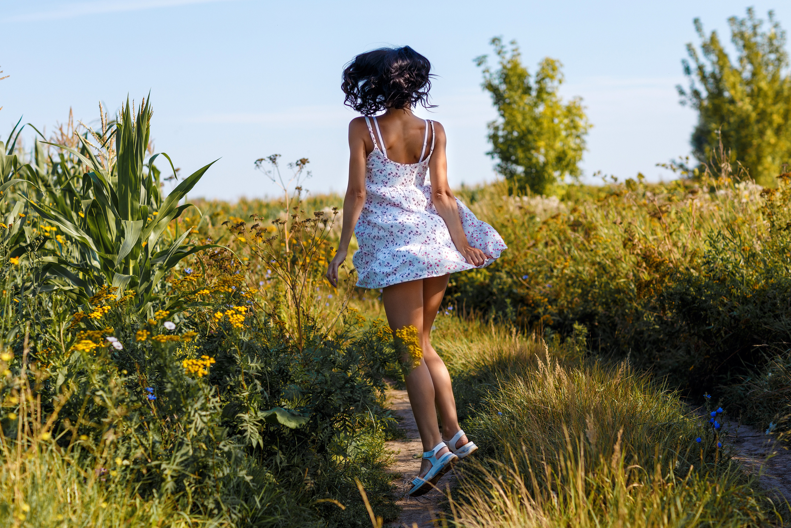 Кукуруза. Фотограф Павел Шрайбикус