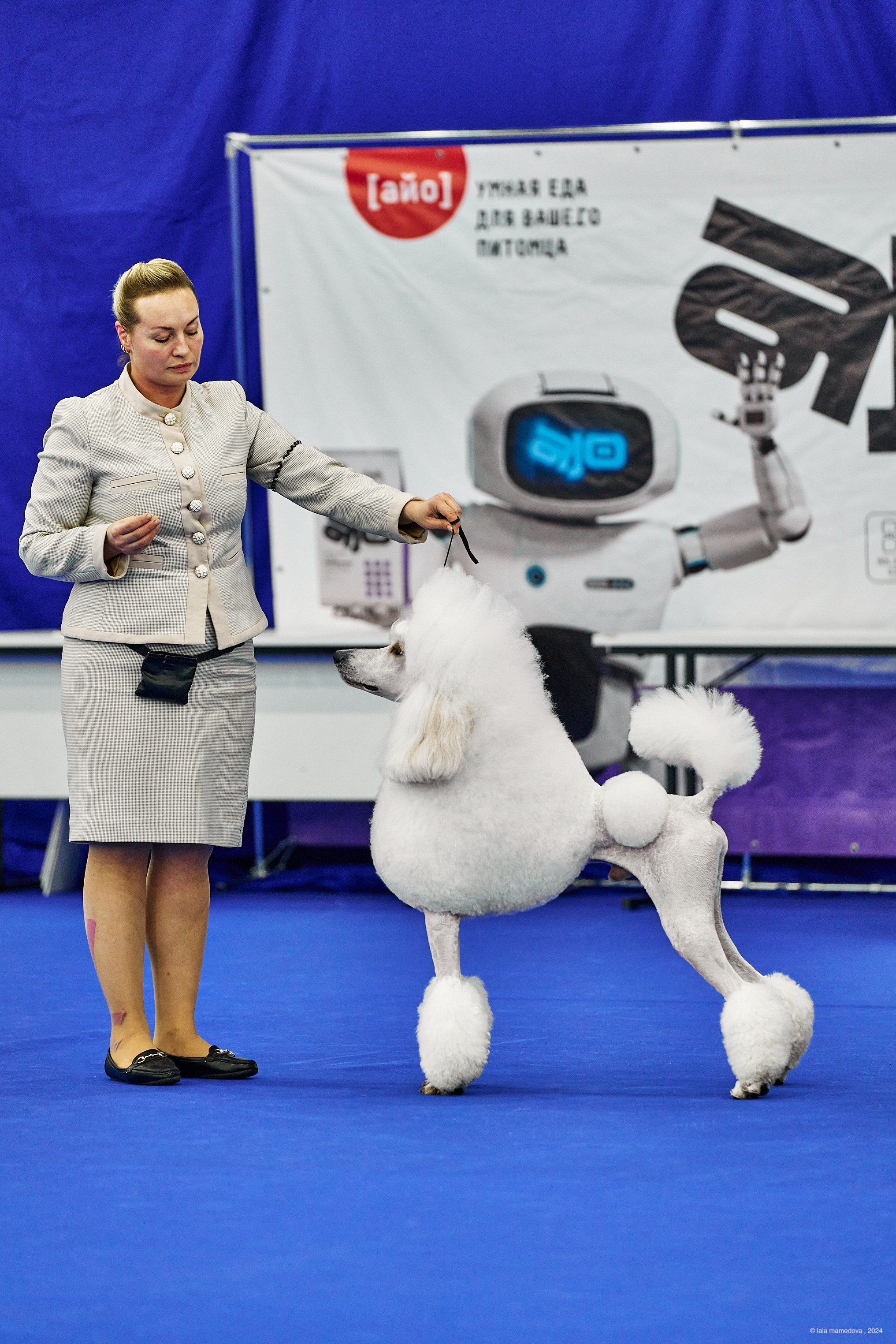 РЕЙТИНГОВАЯ ВЫСТАВКА СОБАК ВСЕХ ПОРОД С ОСОБЫМ СТАТУСОМ"НЕВСКИЙ ПОБЕДИТЕЛЬ-2024-2"