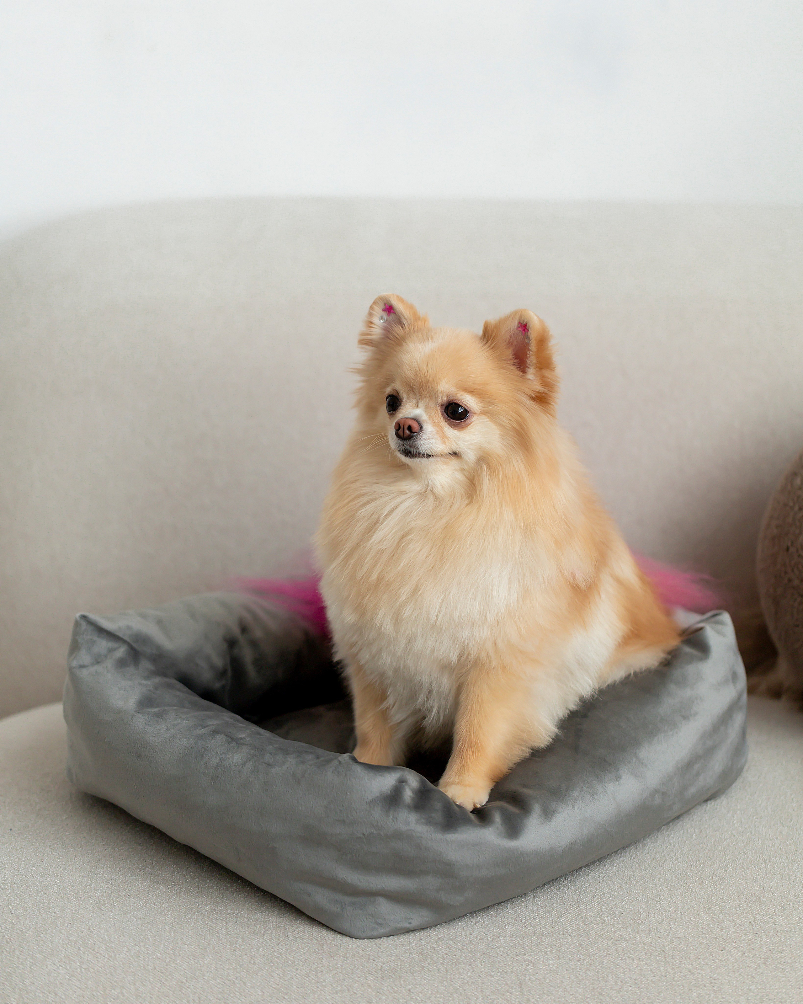 Лежанки для животных. Предметный & фудфотограф Рязань