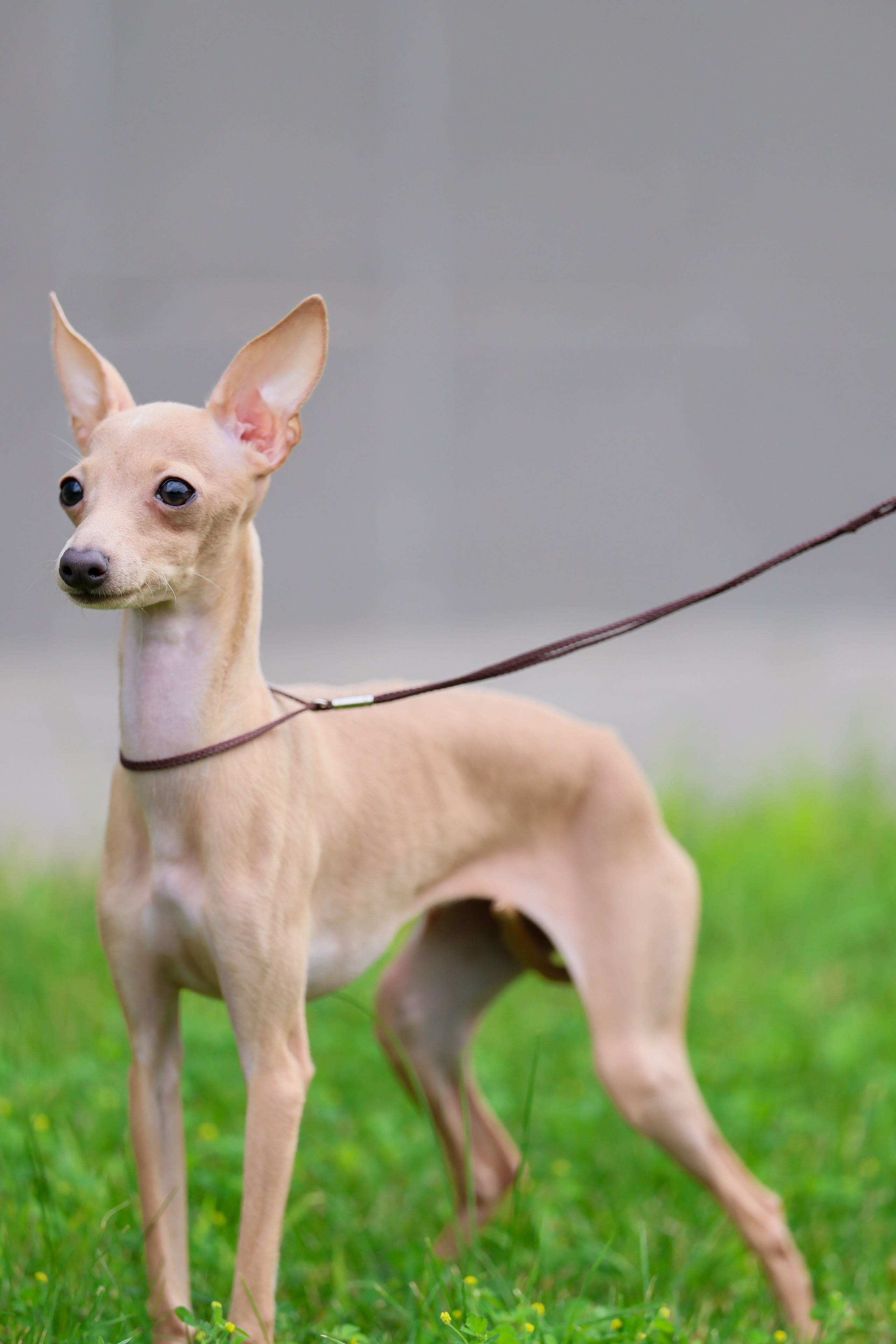 Кремовая Лекси. Professional Italian Greyhound Kennel RKF/FCI ASTI SAPPHIRE 💎 Sochi|St. Petersburg