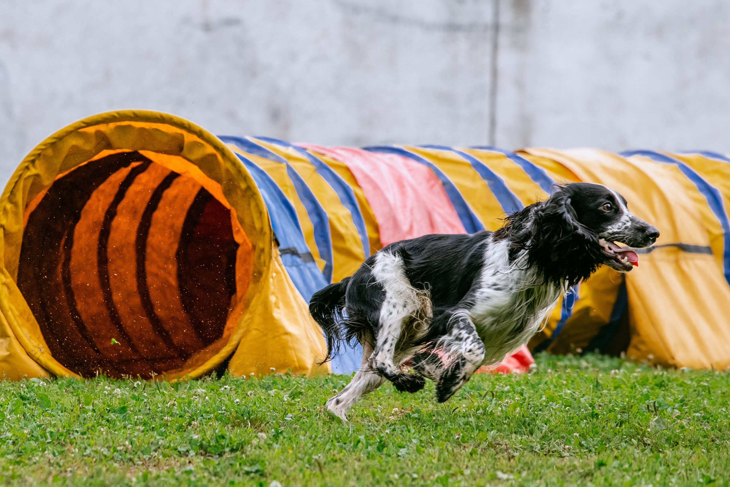 Соревнования по аджилити Долгопрудный 30.06.2025. Фотограф-анималист Татьяна Степанова