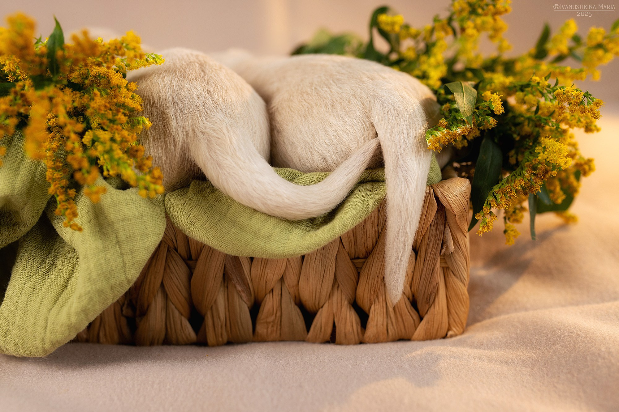 Ньюборн фотосессия щенков. Фотограф собак в Москве и Московской области Иванушкина Мария