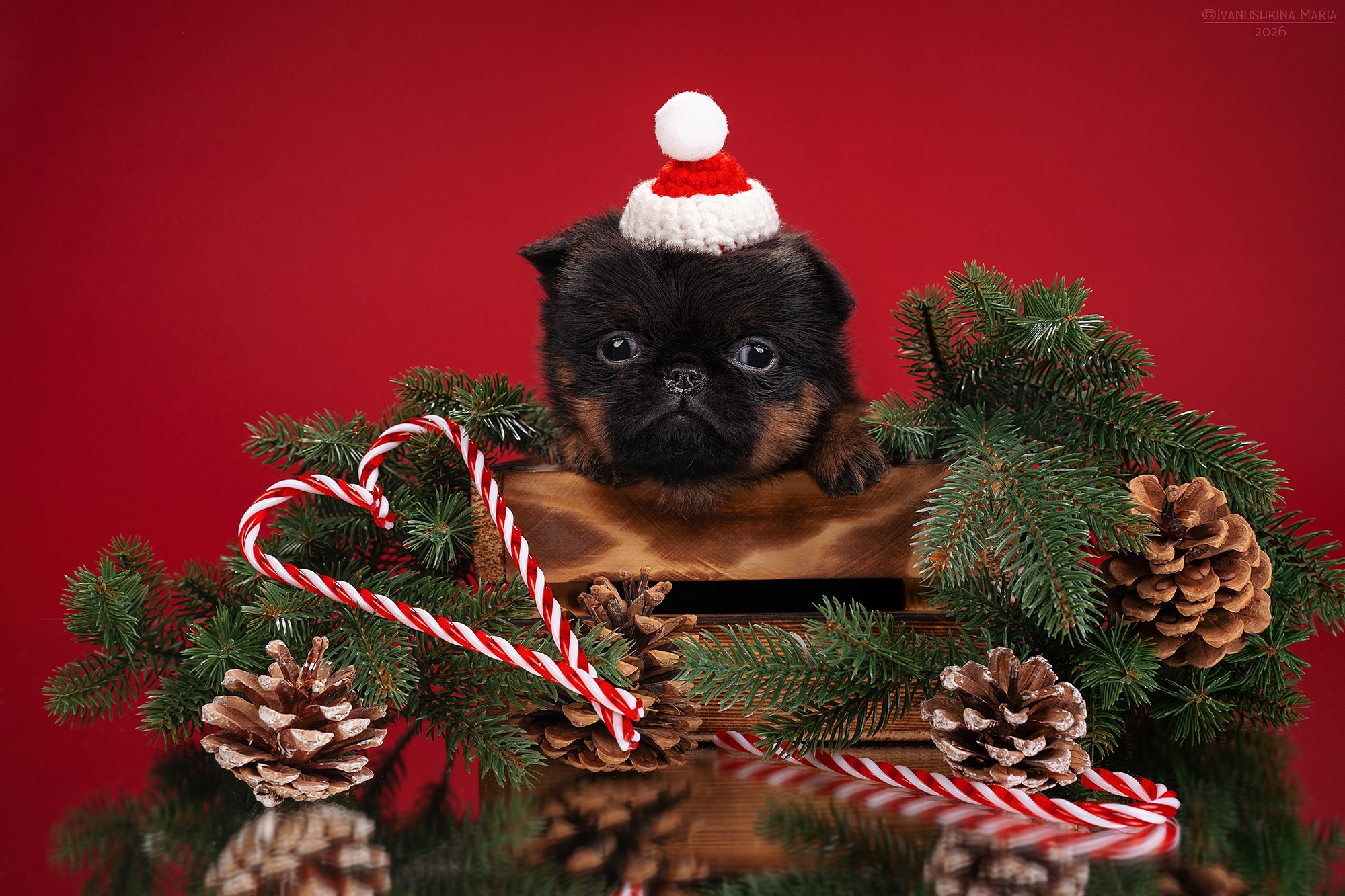 Фотосессия щенков на фонах. Фотограф собак в Москве и Московской области Иванушкина Мария