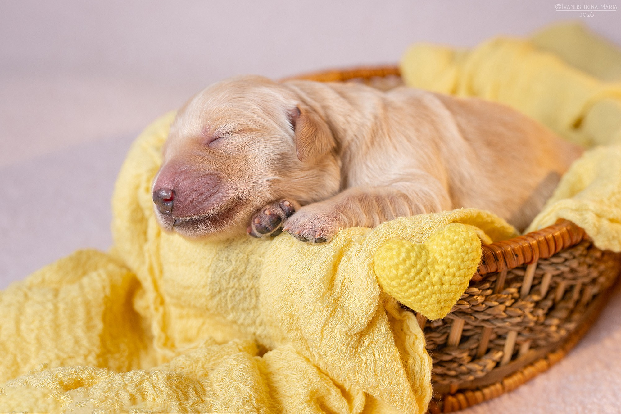 Ньюборн фотосессия щенков. Фотограф собак в Москве и Московской области Иванушкина Мария