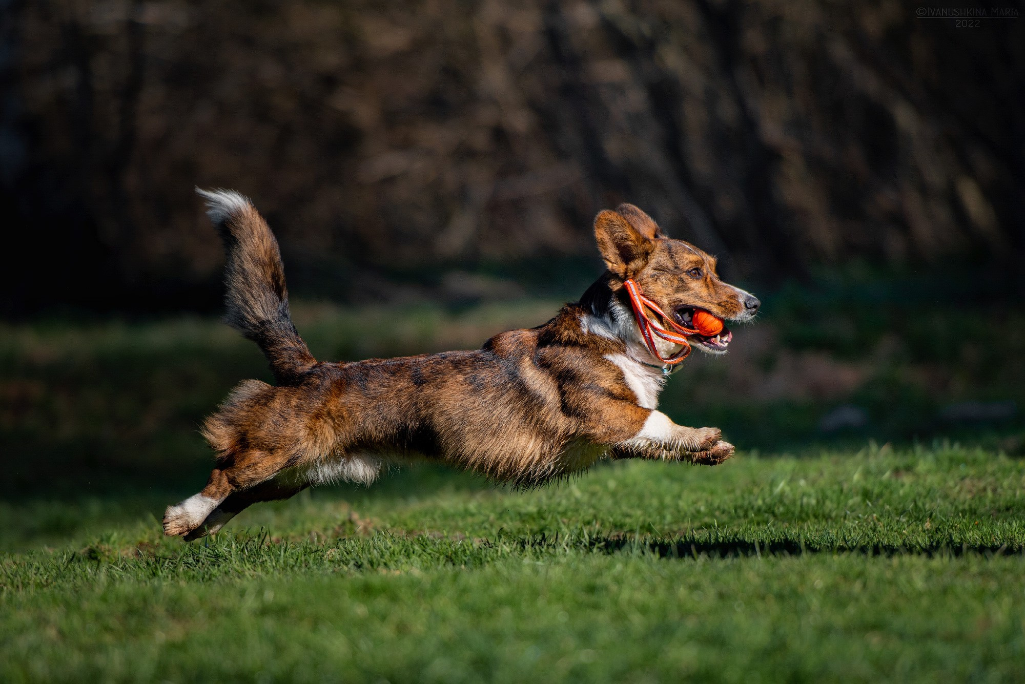Фотограф-анималист. Фотограф собак в Москве и Московской области Иванушкина Мария