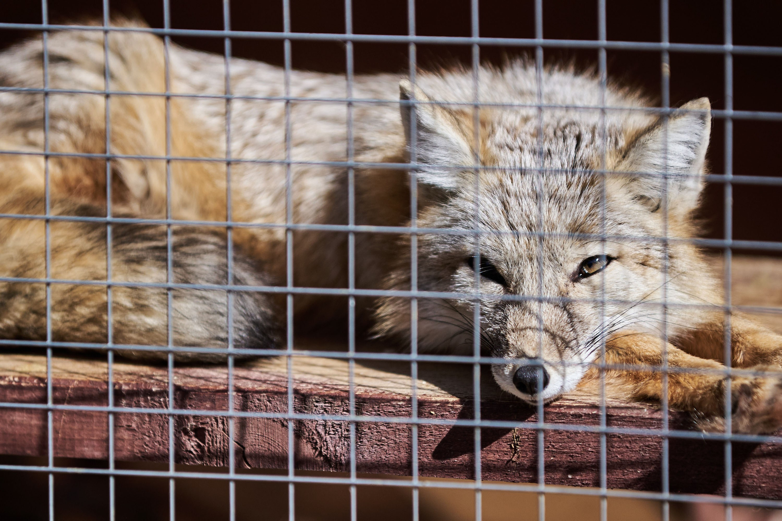 Зоопарк Иваново. Фотограф в Иваново: Каталожная съемка одежды и постельного белья, Wildberries