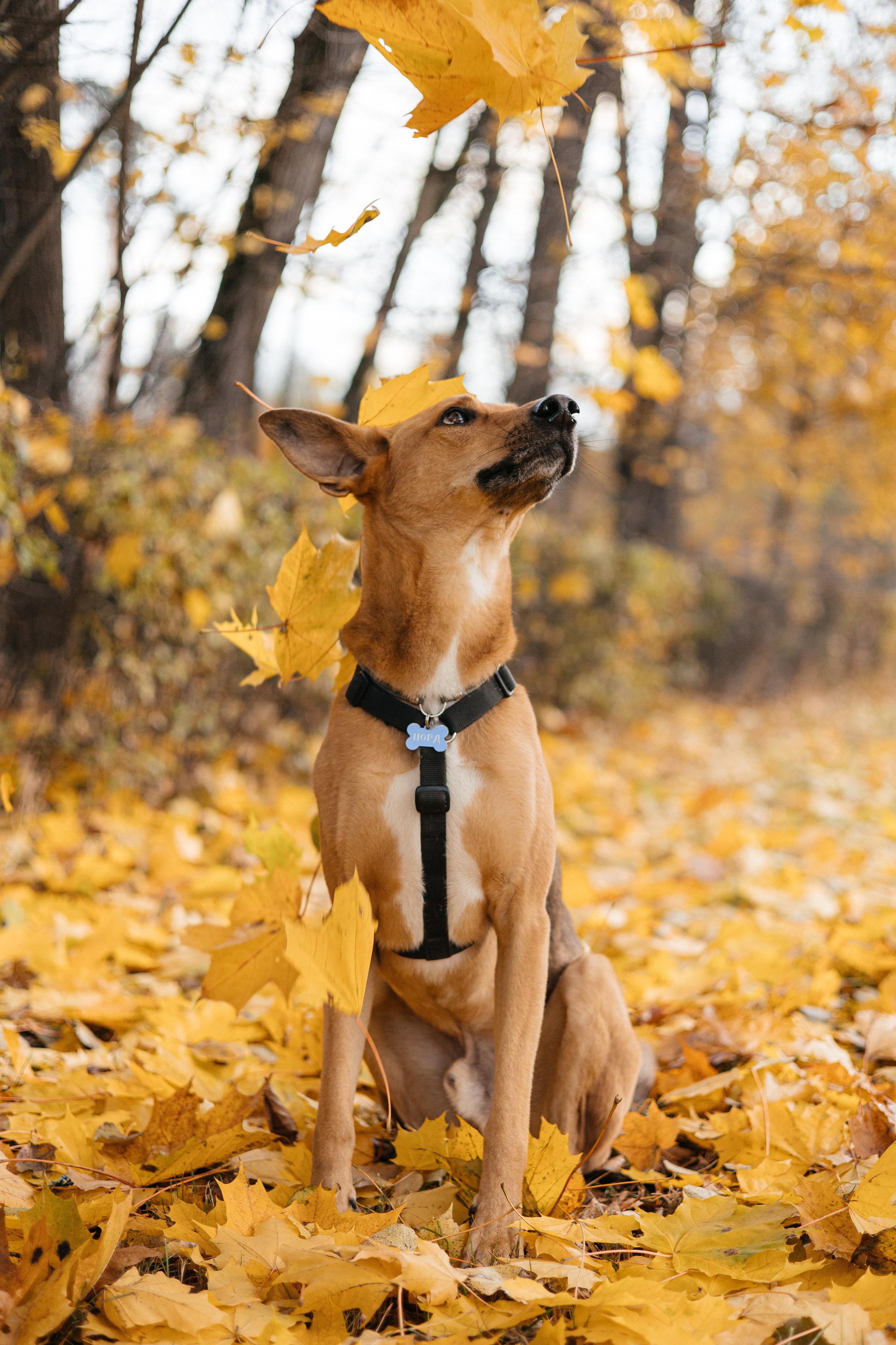 Нелли, Лёша, Рэй и Норд. Фотограф Анна Луценко Москва